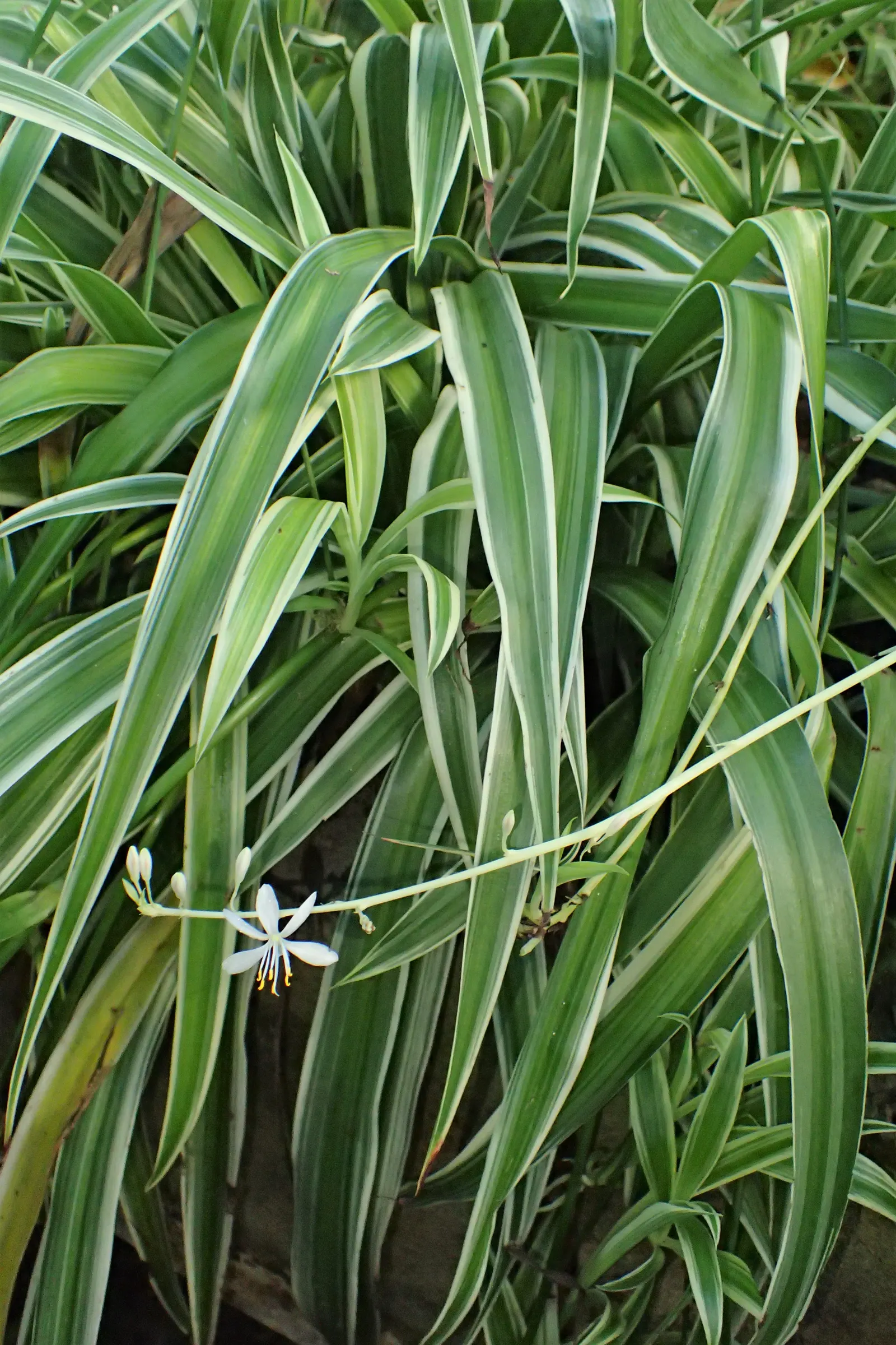 Variegated Spider Plant (Chlorophytum Comosum 'Variegatum') — The Variegated Spider Plant, Chlorophytum comosum 'Variegatum', is an attractive, image 35