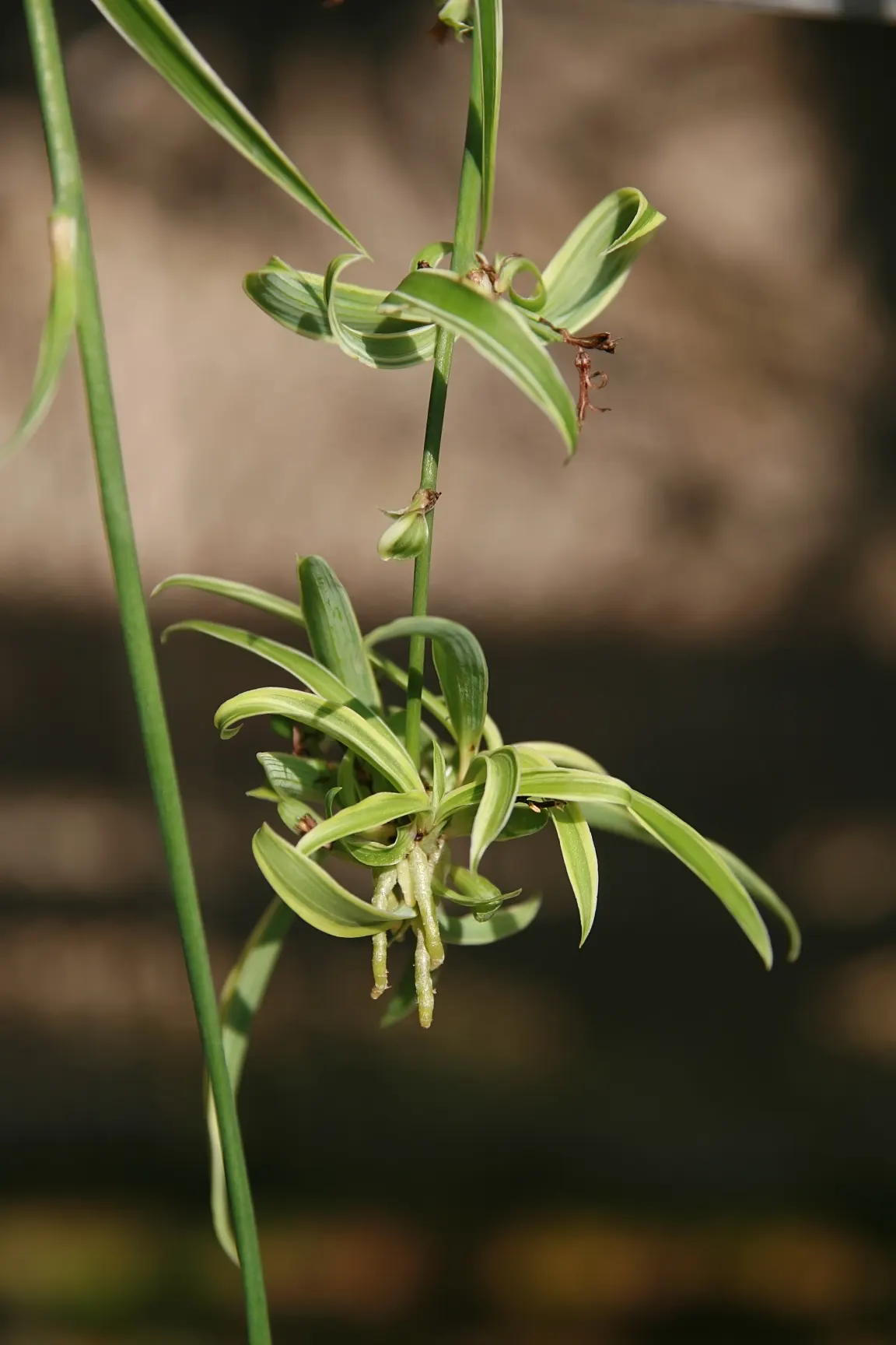 Variegated Spider Plant (Chlorophytum Comosum 'Variegatum') — arching leaves that are a striking blend of creamy white and green stripes, image 26