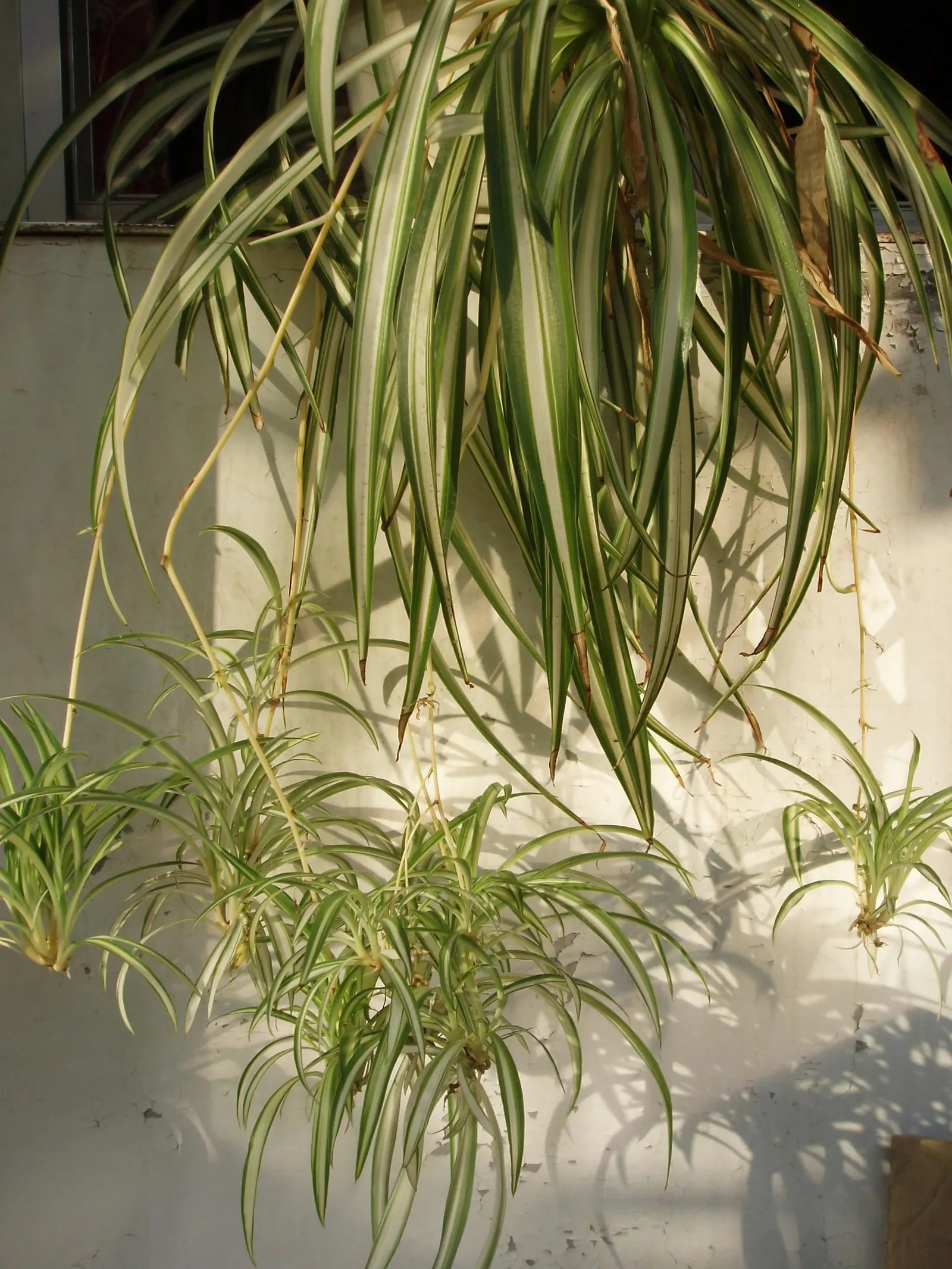 Variegated Spider Plant (Chlorophytum Comosum 'Variegatum') — the Spider Plant is known for its air-purifying qualities