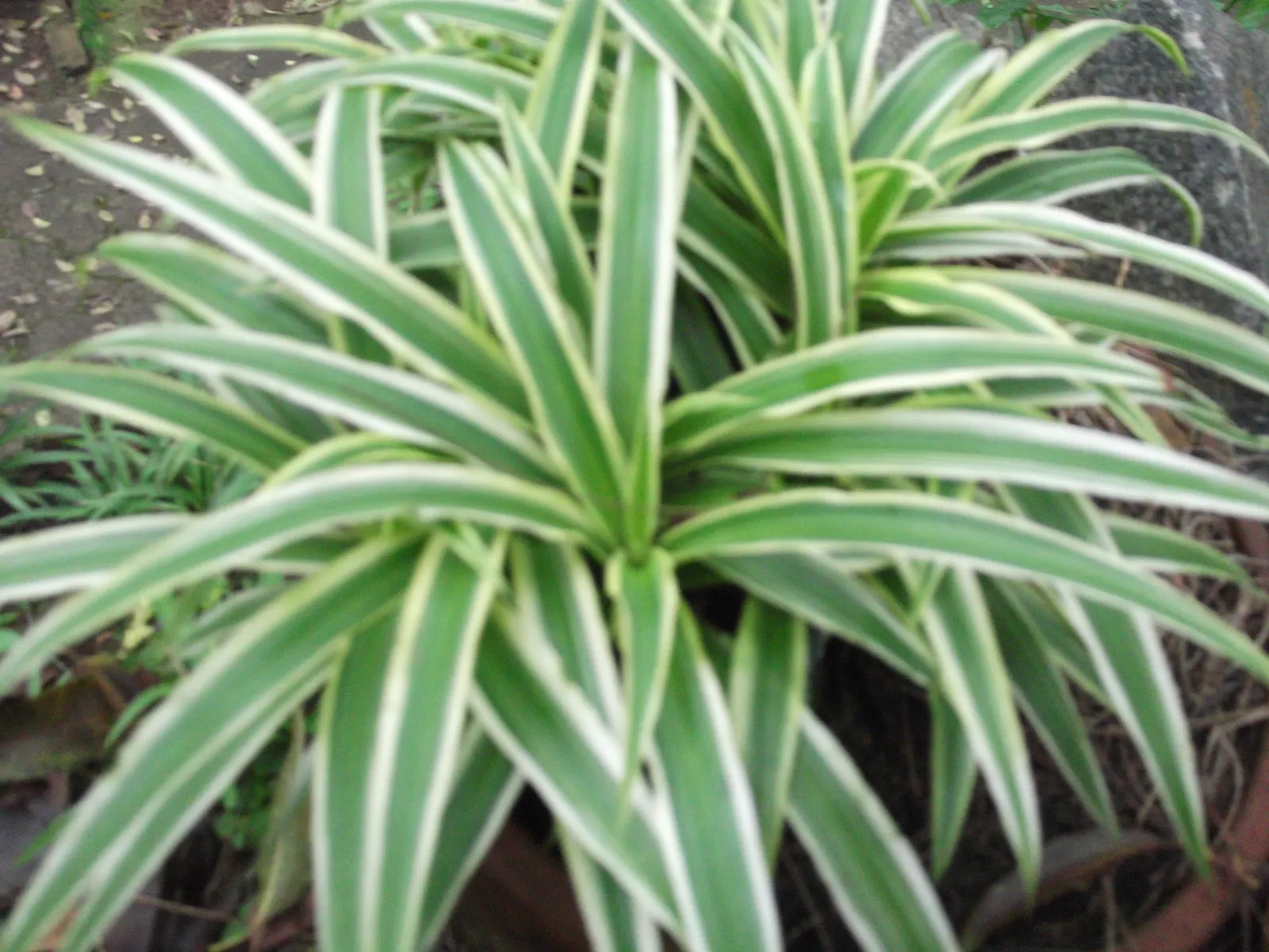 Variegated Spider Plant (Chlorophytum Comosum 'Variegatum') — is a remarkably resilient and visually appealing perennial that is a superb addition, image 41