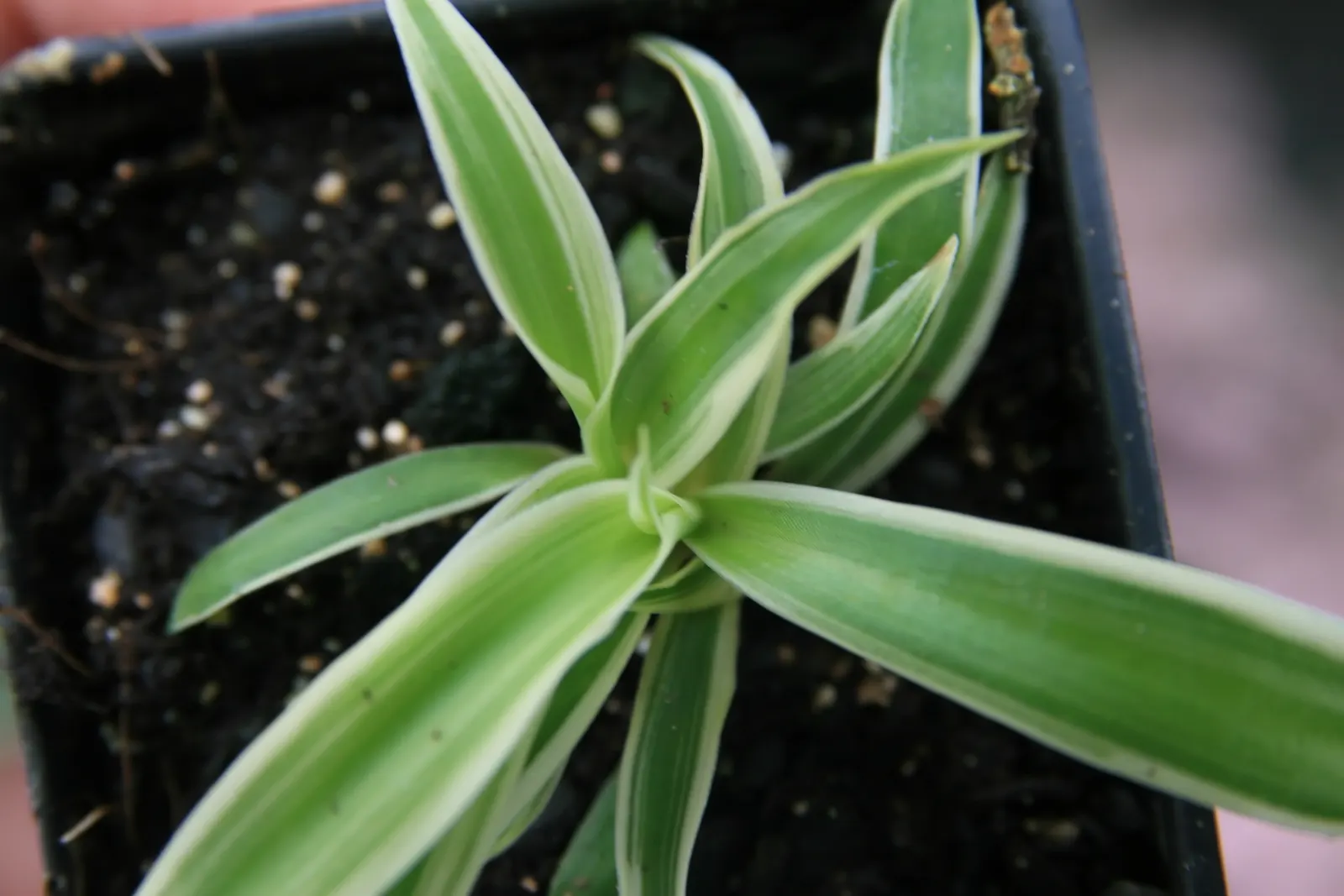 Variegated Spider Plant (Chlorophytum Comosum 'Variegatum') — making it as functional as it is beautiful
