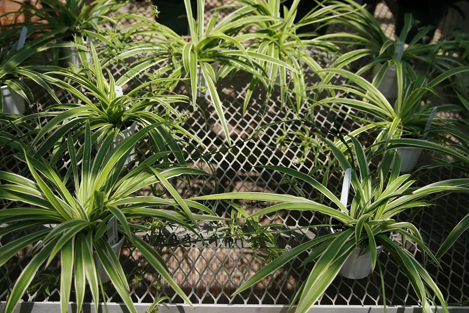 Variegated Spider Plant (Chlorophytum Comosum 'Variegatum') — but it performs optimally when provided with bright indirect sunlight