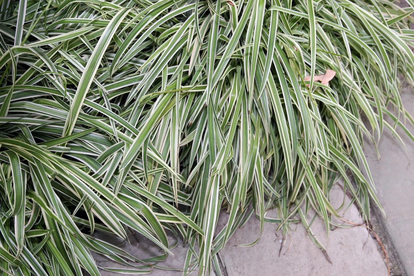 Variegated Spider Plant (Chlorophytum Comosum 'Variegatum') — is a remarkably resilient and visually appealing perennial that is a superb addition, image 24