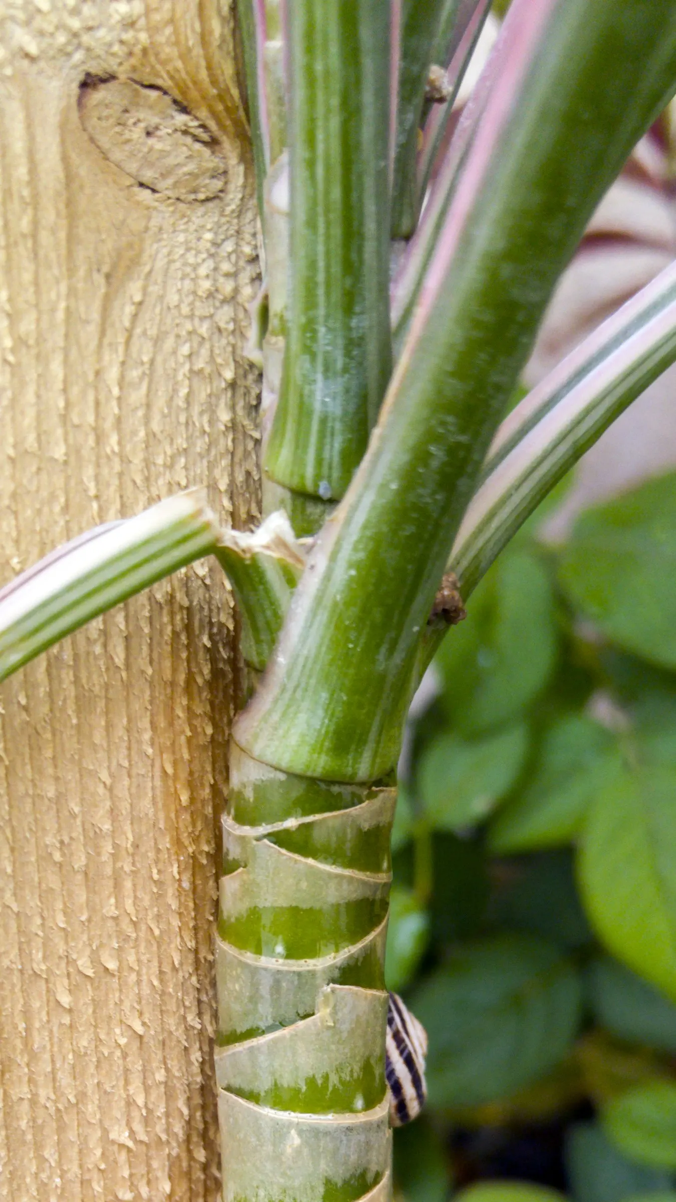 Variegated Spider Plant (Chlorophytum Comosum 'Variegatum') — With a mature spread of 12 to 18 inches, it's ideal for containers or as ground cover