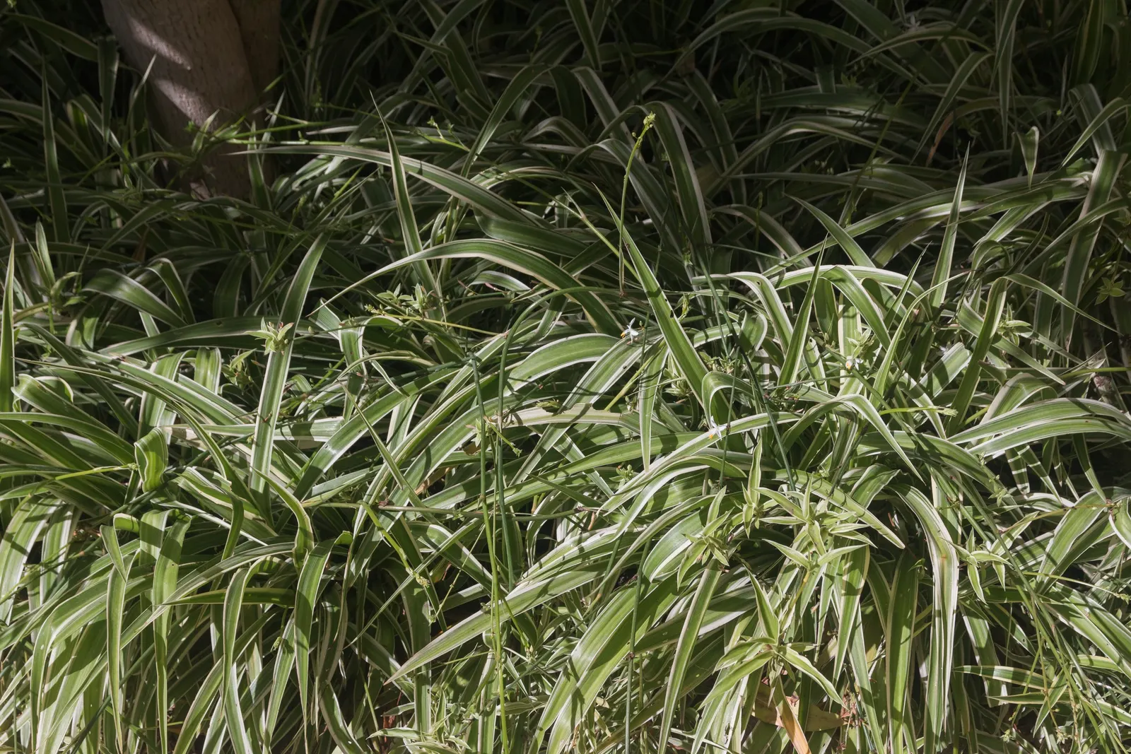 Variegated Spider Plant (Chlorophytum Comosum 'Variegatum') — This hardy plant thrives in partial shade and well-drained soil; the Variegated, image 37