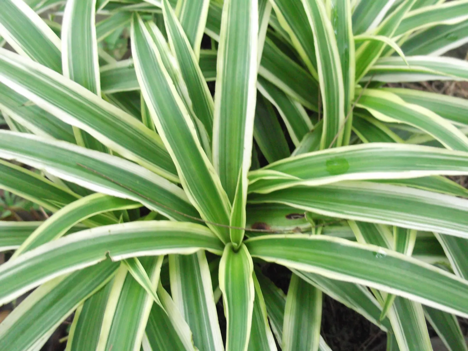 Variegated Spider Plant (Chlorophytum Comosum 'Variegatum') — It features arching leaves, up to 16 inches long, adorned with white stripes