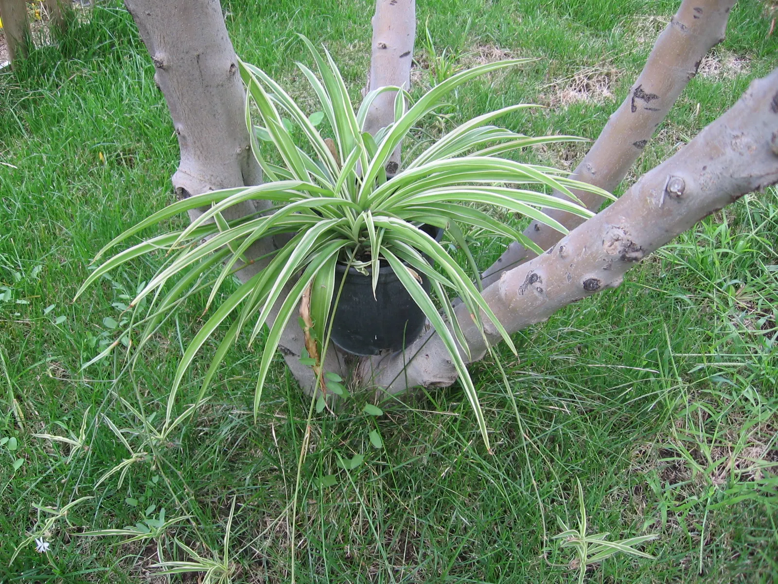 Variegated Spider Plant (Chlorophytum Comosum 'Variegatum') — it's particularly effective in hanging baskets or elevated planters where its foliage, image 32