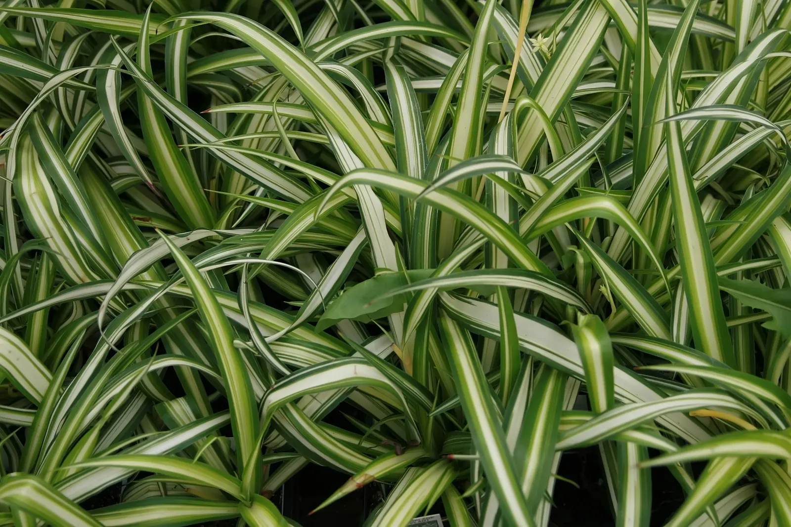 Variegated Spider Plant (Chlorophytum Comosum 'Variegatum') — this plant introduces a light; or as a ground cover in shaded areas to add texture and color