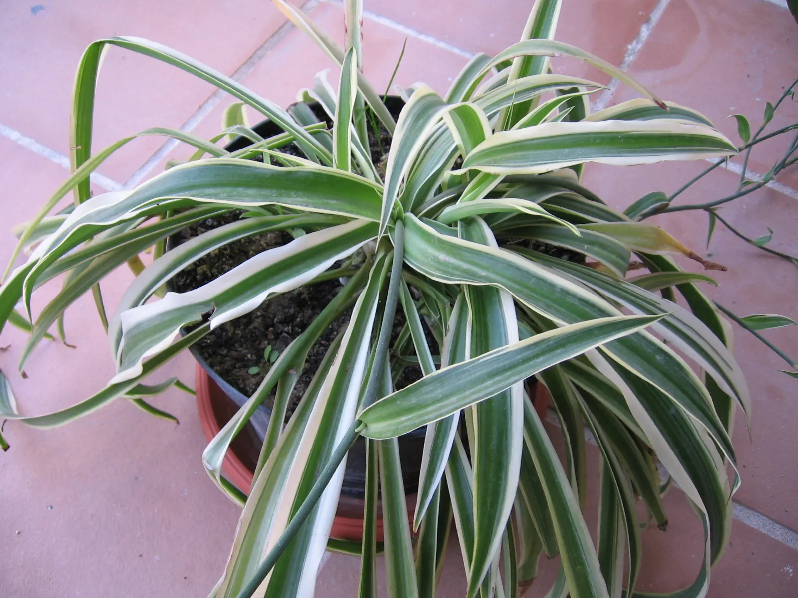 Variegated Spider Plant (Chlorophytum Comosum 'Variegatum') — scientifically known as Chlorophytum comosum 'Variegatum'; air-purifying qualities make it a