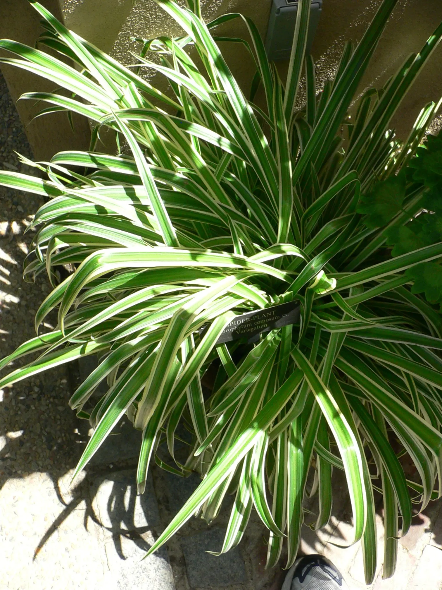 Variegated Spider Plant (Chlorophytum Comosum 'Variegatum') — the Spider Plant is known for its air-purifying qualities; this hardy plant thrives in partial