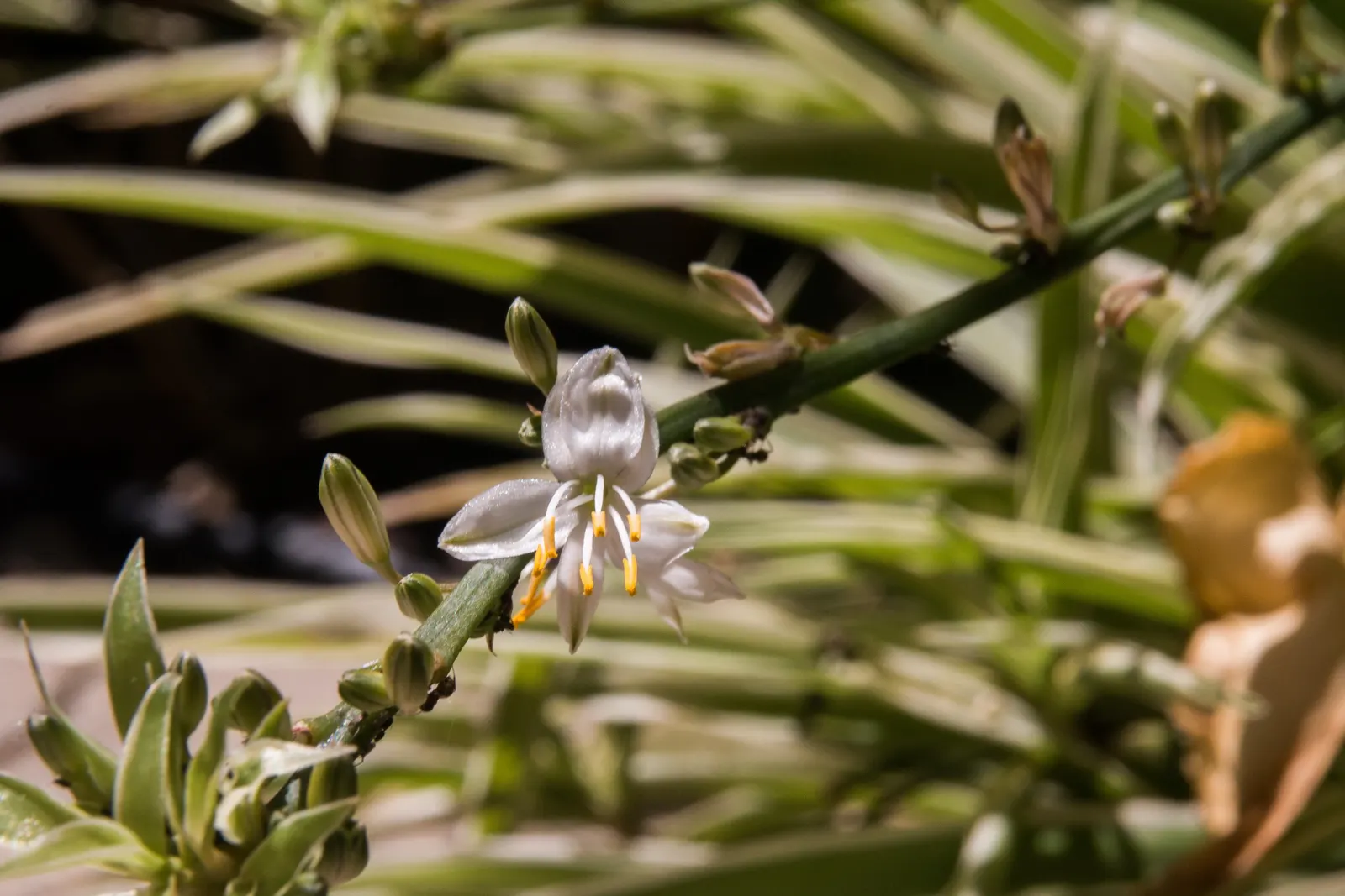 Variegated Spider Plant (Chlorophytum Comosum 'Variegatum') — With a mature spread of 12 to 18 inches, it's ideal for containers or as ground cover; thriving