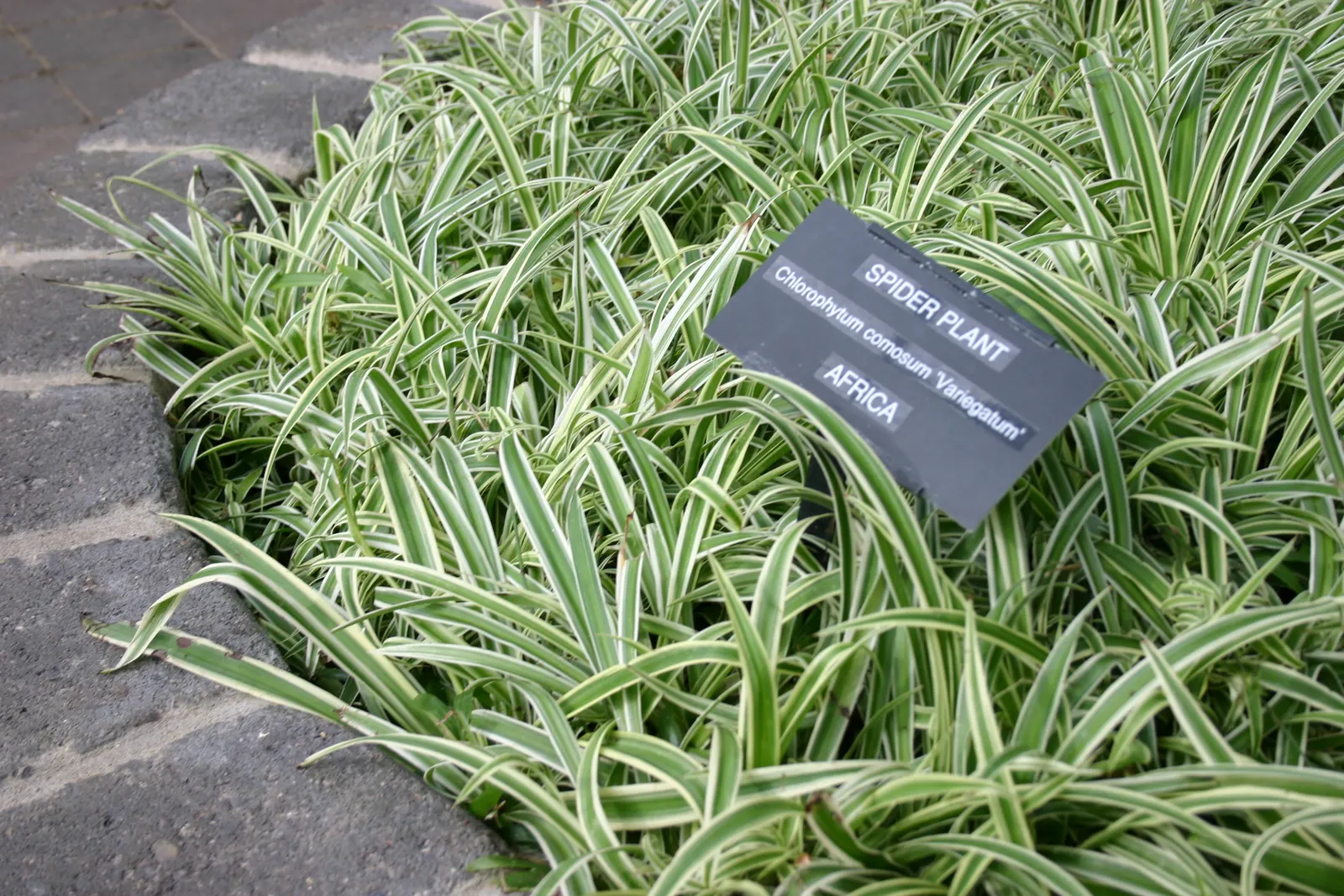 Variegated Spider Plant (Chlorophytum Comosum 'Variegatum') — Air-purifying qualities make it a healthful addition to any landscape design