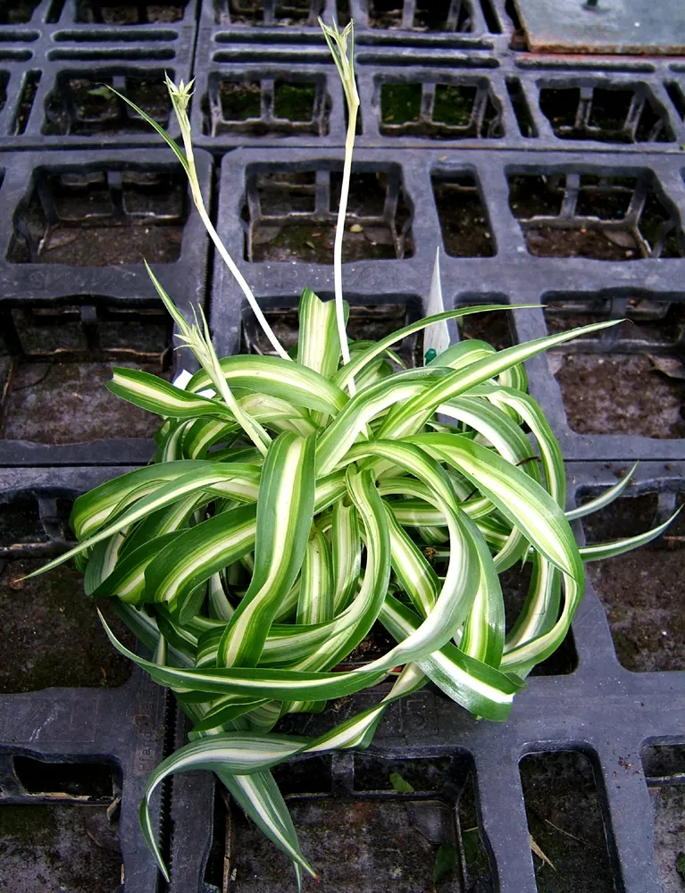 Variegated Spider Plant (Chlorophytum Comosum 'Variegatum') — thriving in both indoor and outdoor settings; it features arching leaves, up to 16 inches long