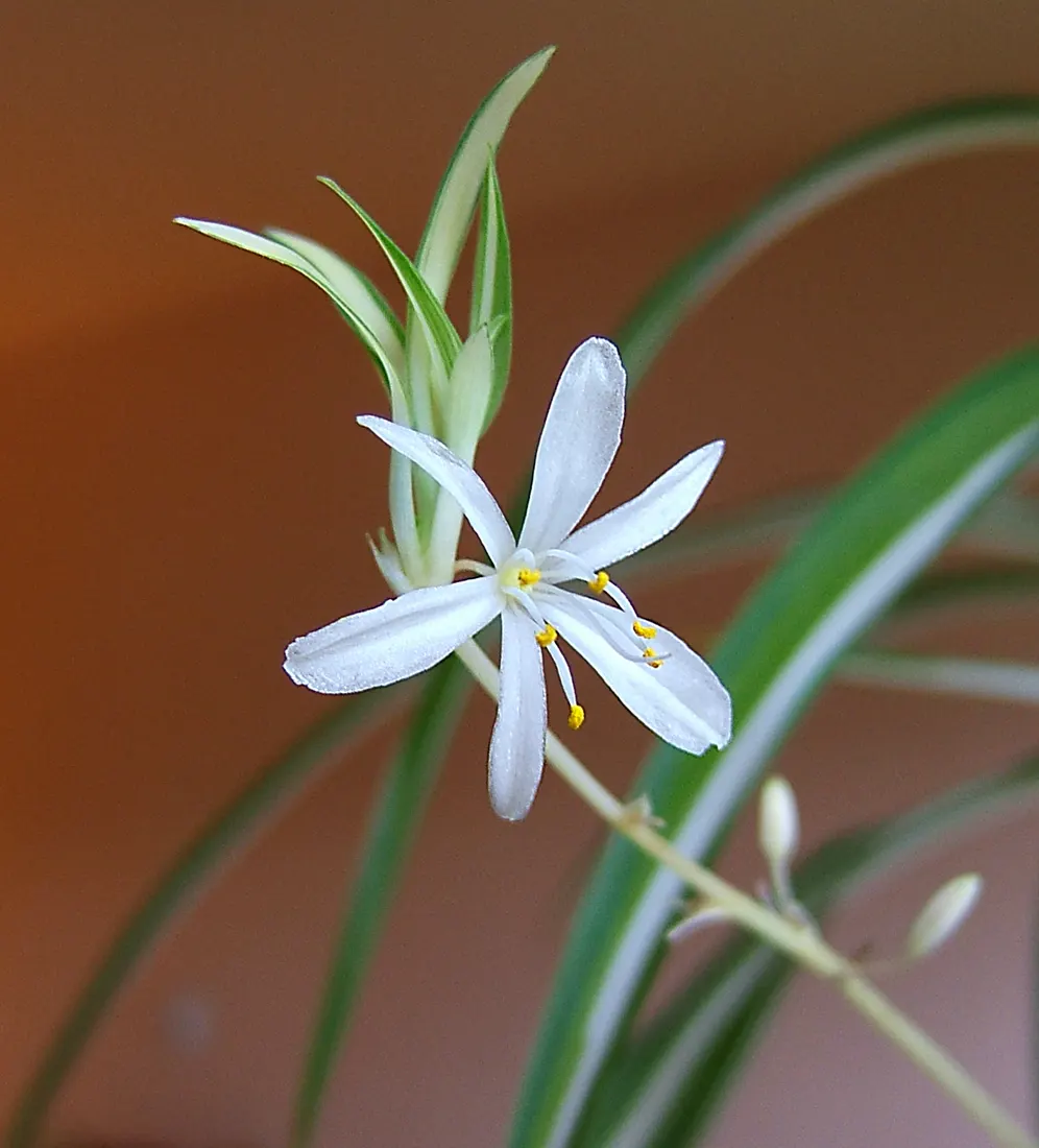 Variegated Spider Plant (Chlorophytum Comosum 'Variegatum') — The Variegated Spider Plant, Chlorophytum comosum 'Variegatum', is an attractive, image 18