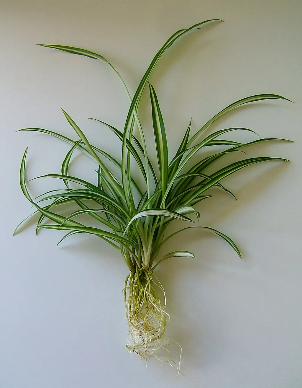 Variegated Spider Plant (Chlorophytum Comosum 'Variegatum') — arching leaves that are a striking blend of creamy white and green stripes, image 43