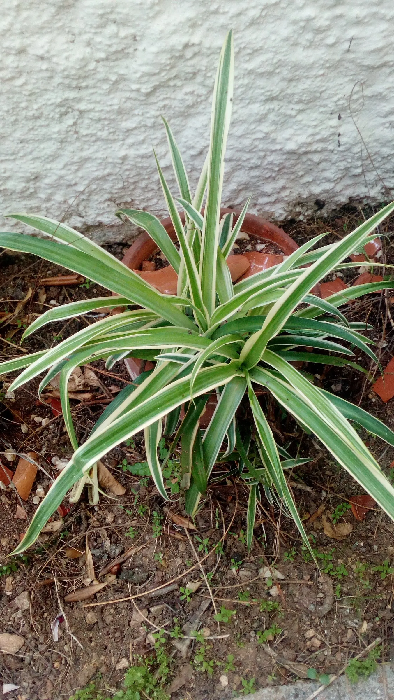 Variegated Spider Plant (Chlorophytum Comosum 'Variegatum') — Air-purifying qualities make it a healthful addition to any landscape design; it's, image 39