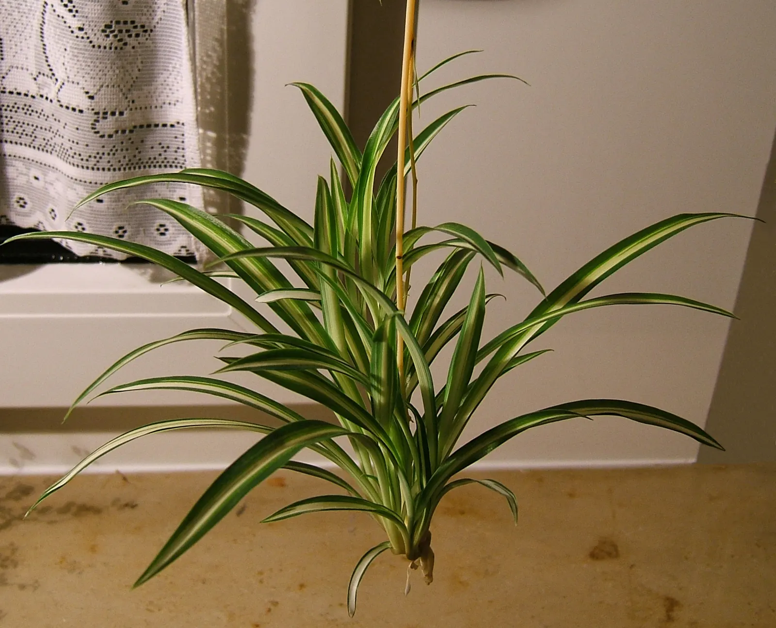 Variegated Spider Plant (Chlorophytum Comosum 'Variegatum') — thriving in both indoor and outdoor settings
