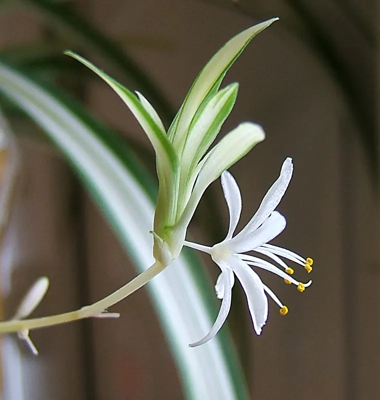 Variegated Spider Plant (Chlorophytum Comosum 'Variegatum') — scientifically known as Chlorophytum comosum 'Variegatum'