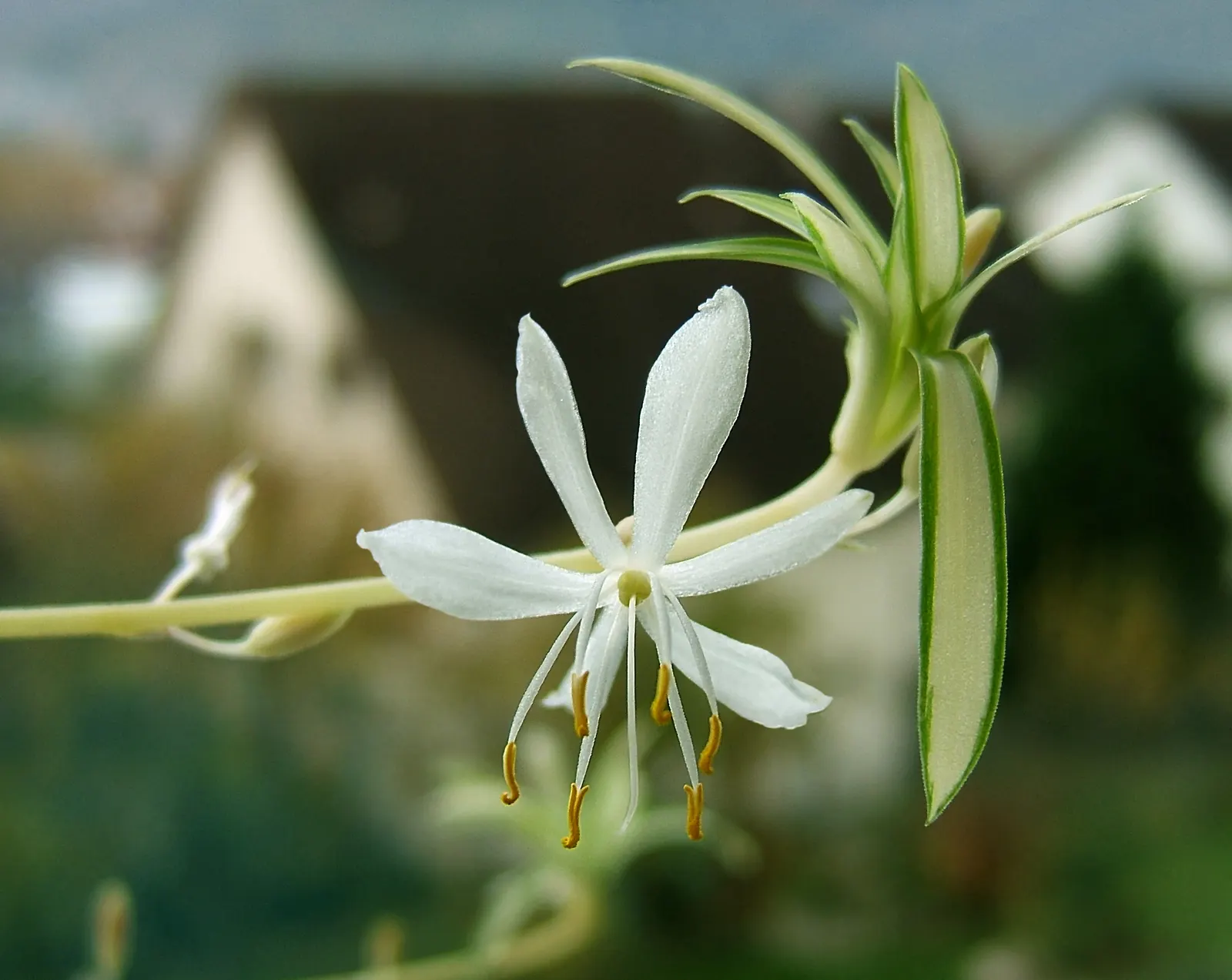Variegated Spider Plant (Chlorophytum Comosum 'Variegatum') — Air-purifying qualities make it a healthful addition to any landscape design; it's particularly