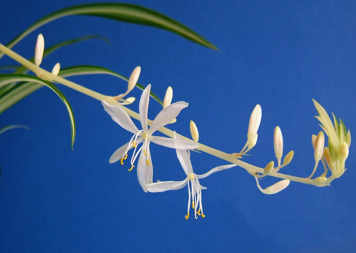 Variegated Spider Plant (Chlorophytum Comosum 'Variegatum') — but it performs optimally when provided with bright indirect sunlight; scientifically known as