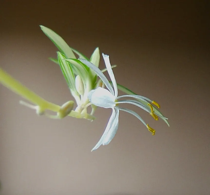 Variegated Spider Plant (Chlorophytum Comosum 'Variegatum') — This hardy plant thrives in partial shade and well-drained soil; the Variegated Spider Plant