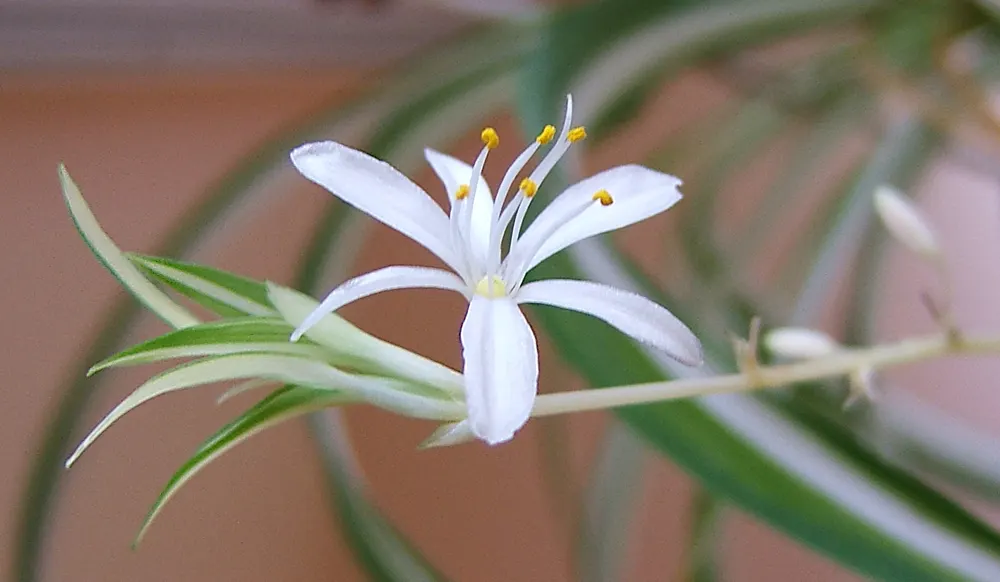 Variegated Spider Plant (Chlorophytum Comosum 'Variegatum') — or as a ground cover in shaded areas to add texture and color