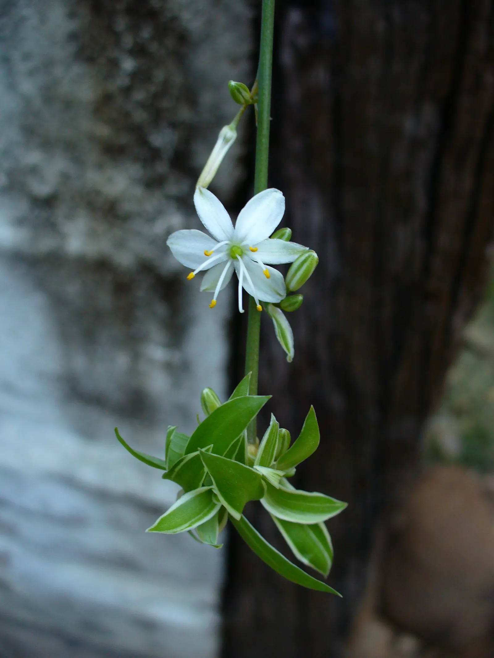 Variegated Spider Plant (Chlorophytum Comosum 'Variegatum') — It features arching leaves, up to 16 inches long, adorned with white stripes; but it, image 36