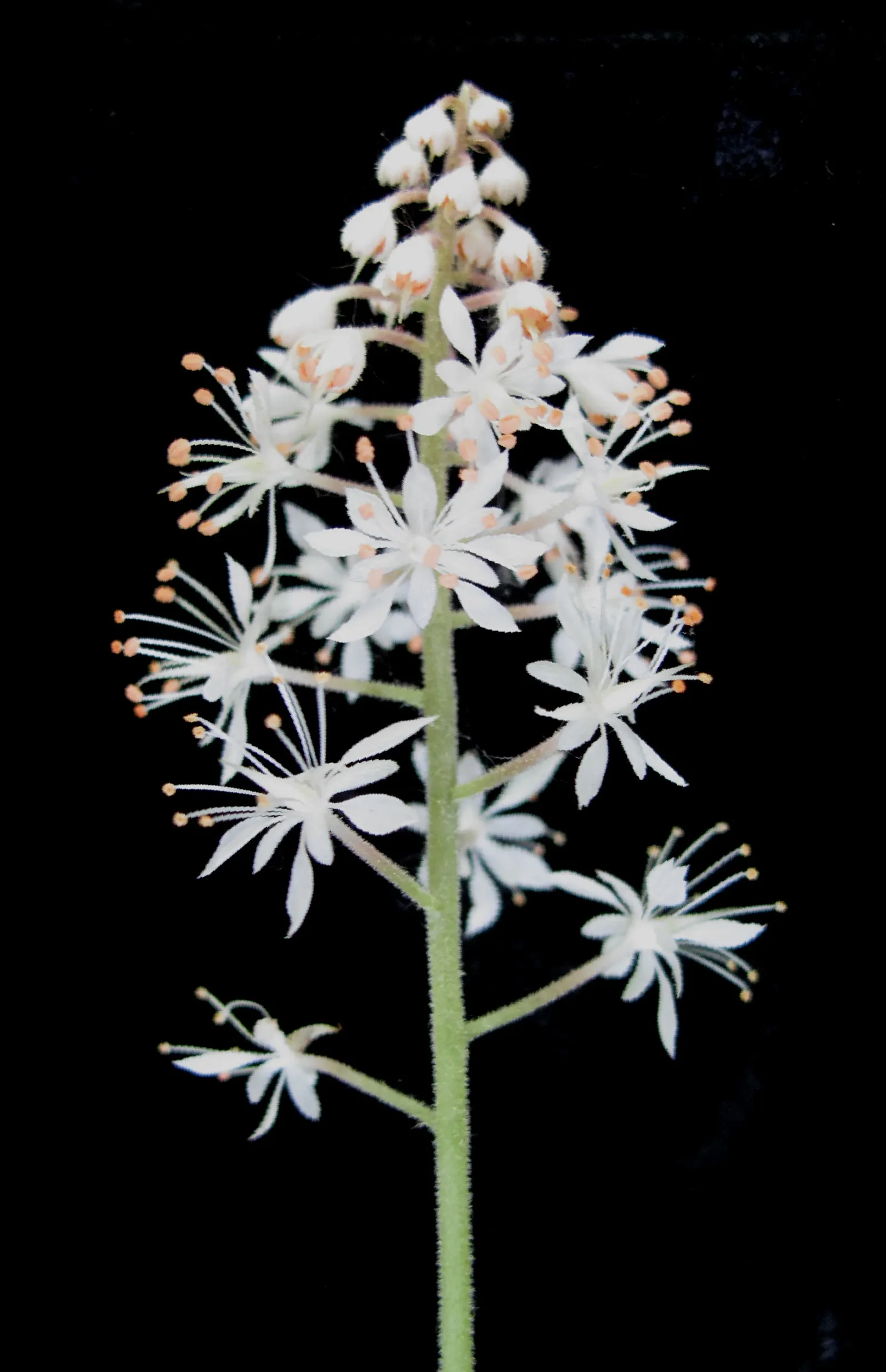 Foamflower (Tiarella Cordifolia) — When informing clients about this plant; well-drained soil with high organic content