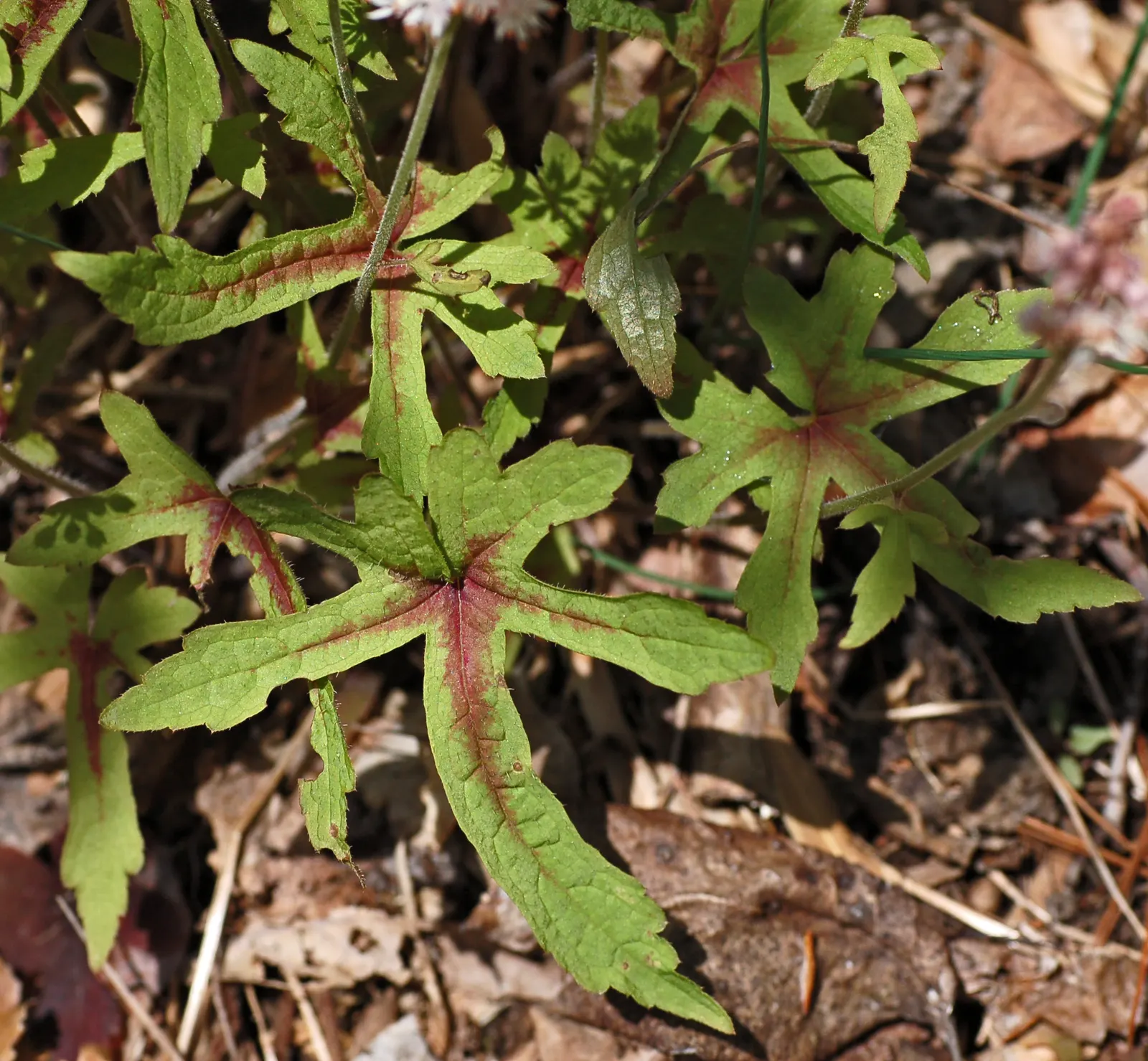 Foamflower (Tiarella Cordifolia) — It requires minimal maintenance and is relatively pest-free; often with striking variegated patterns that can range from