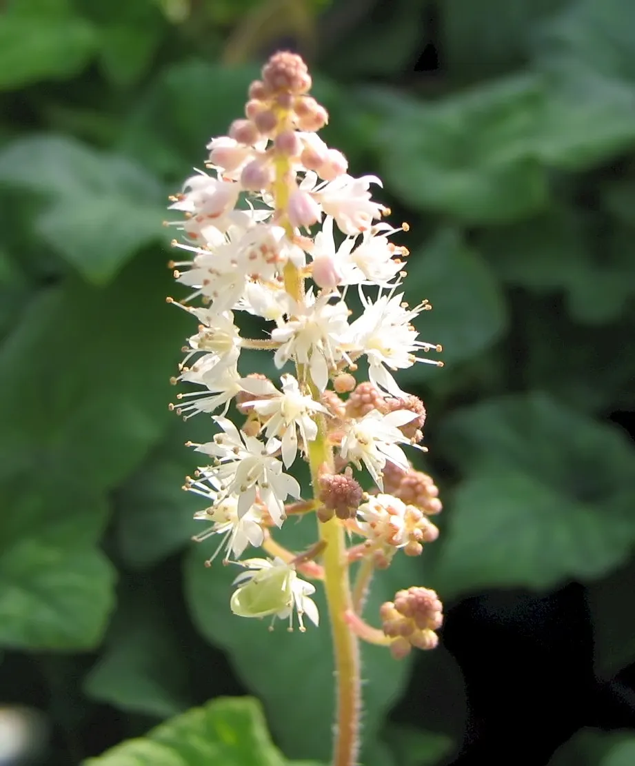 Foamflower (Tiarella Cordifolia) — foam-like flowers that rise above the foliage on slender; this ground cover is renowned for its heart-shaped, image 101