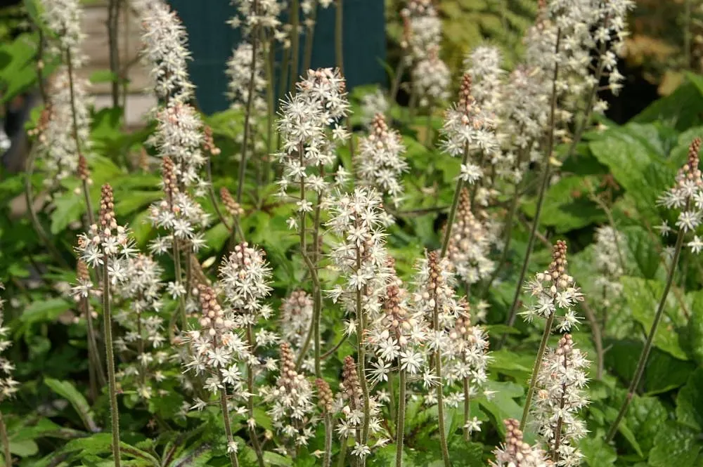 Foamflower (Tiarella Cordifolia) — Foamflower spreads steadily, making it a perfect ground cover that adds a delicate woodland aesthetic; with, image 63