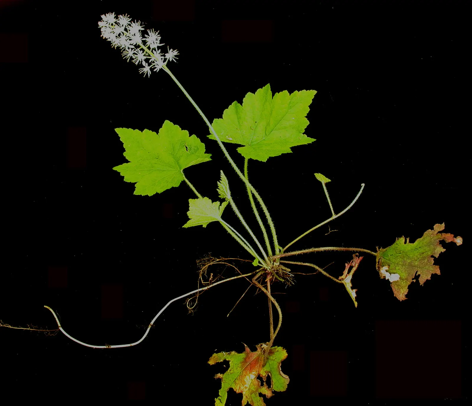 Foamflower (Tiarella Cordifolia) — <br><br>Flourishing in partial to full shade; the Foamflower, or Tiarella cordifolia, is a charming perennial native to the
