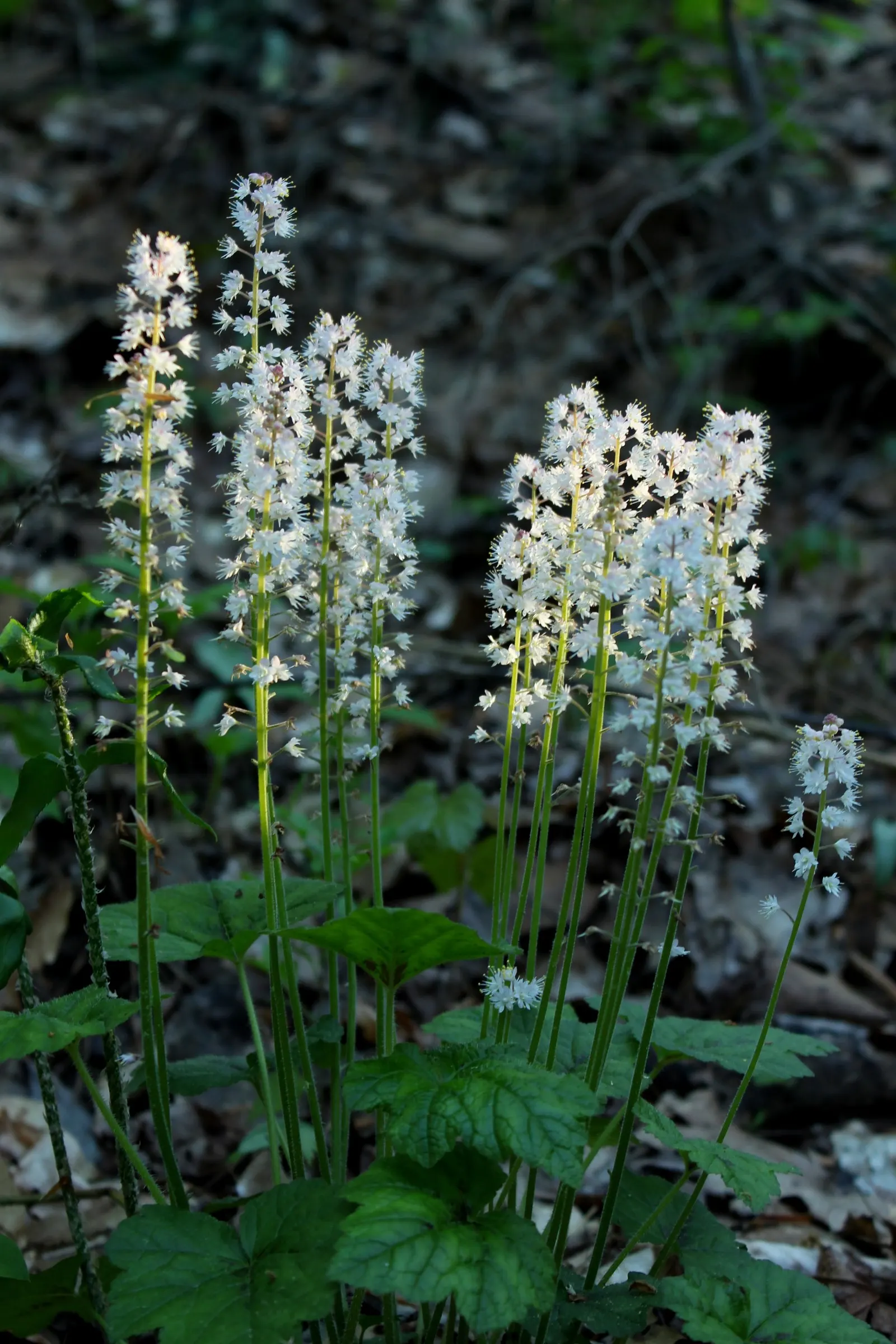 Foamflower (Tiarella Cordifolia) — often with striking variegated patterns that can range from green with deep purple veining to a more solid, image 97