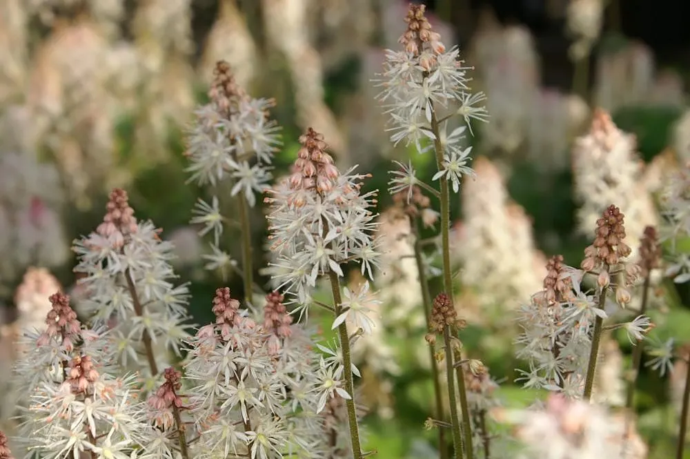Foamflower (Tiarella Cordifolia) — This ground cover is renowned for its heart-shaped leaves; when informing clients about this plant, image 66