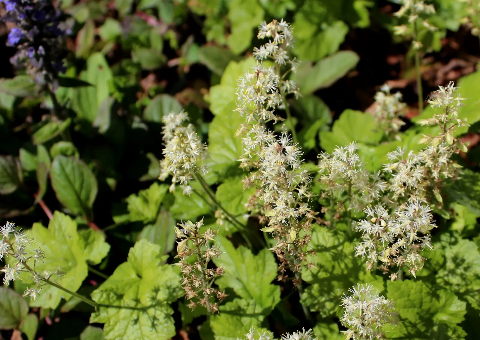 Foamflower (Tiarella Cordifolia) — with blooms reaching up to 12 inches high; <br><br>Flourishing in partial to full shade