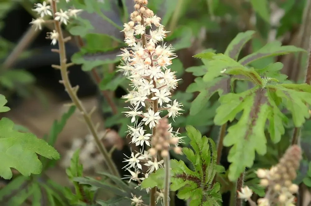Foamflower (Tiarella Cordifolia) — Ideal for USDA zones 3-8, it thrives in moist, well-drained soil; highlight its ease of care and its capacity to, image 120