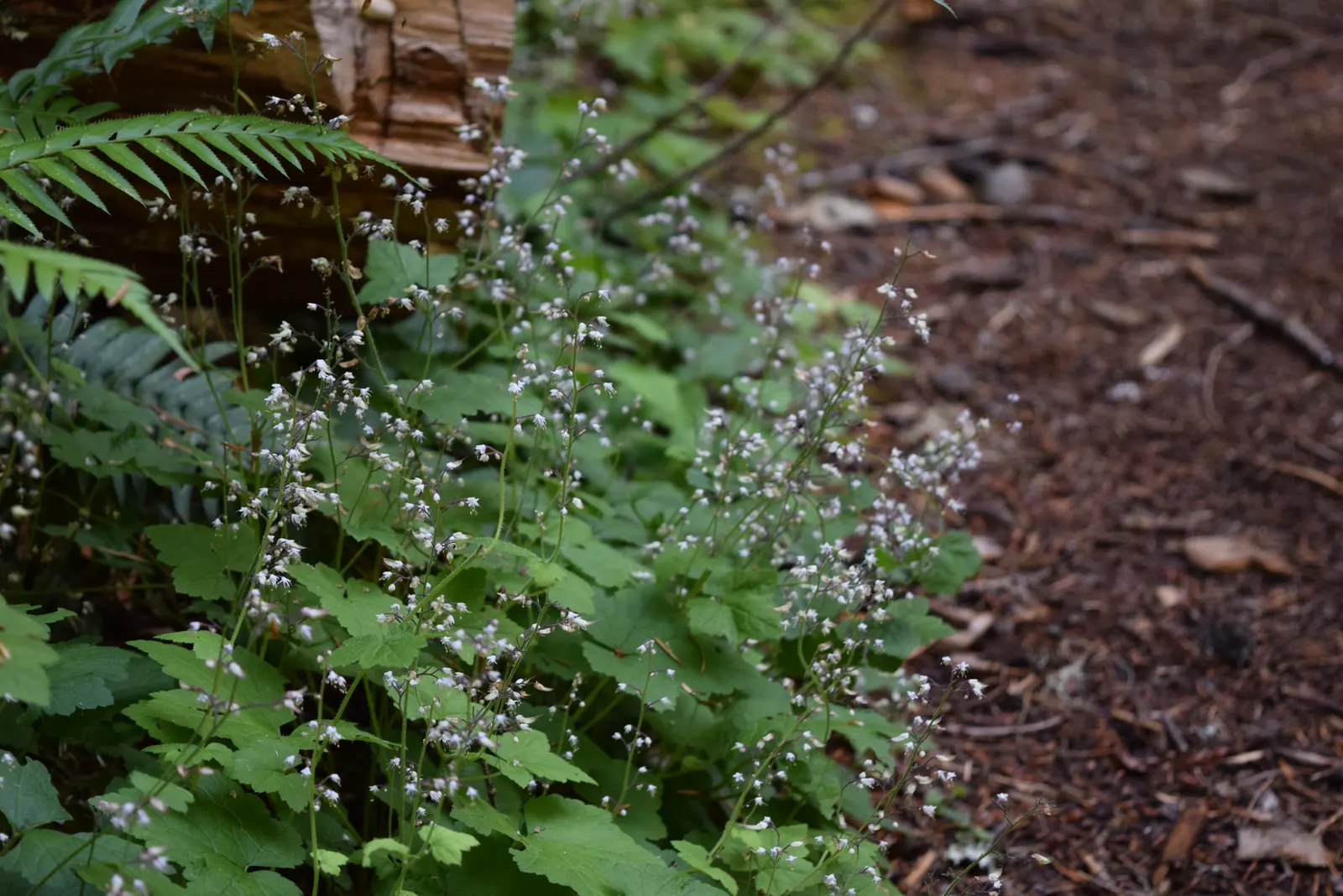Foamflower (Tiarella Cordifolia) — This low-maintenance gem also offers essential seasonal interest