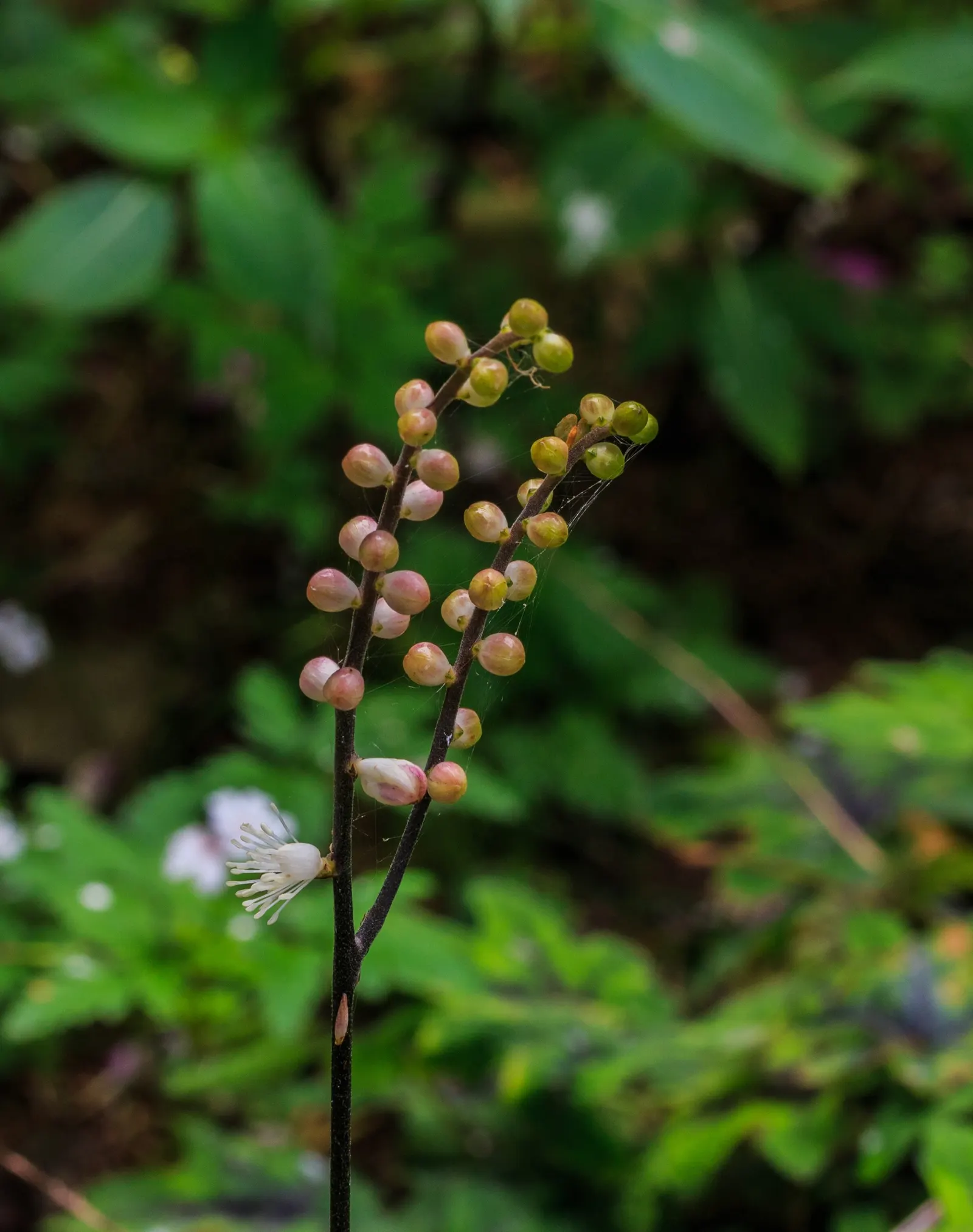Foamflower (Tiarella Cordifolia) — and it performs admirably in USDA hardiness zones 3 through 8; ground cover / perennial / wildflower with white blooms
