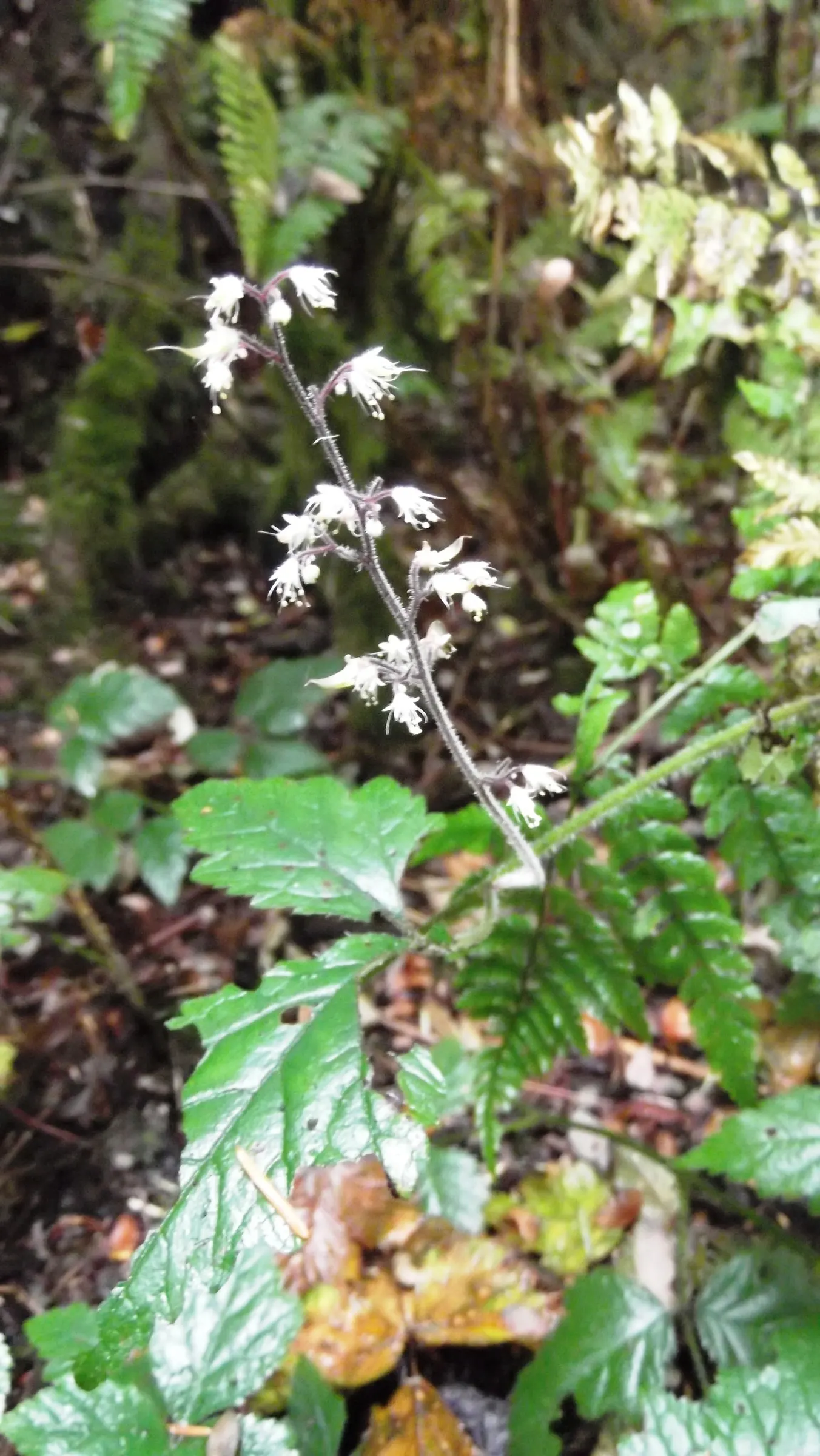Foamflower (Tiarella Cordifolia) — Ideal for USDA zones 3-8, it thrives in moist, well-drained soil; highlight its ease of care and its capacity to, image 91
