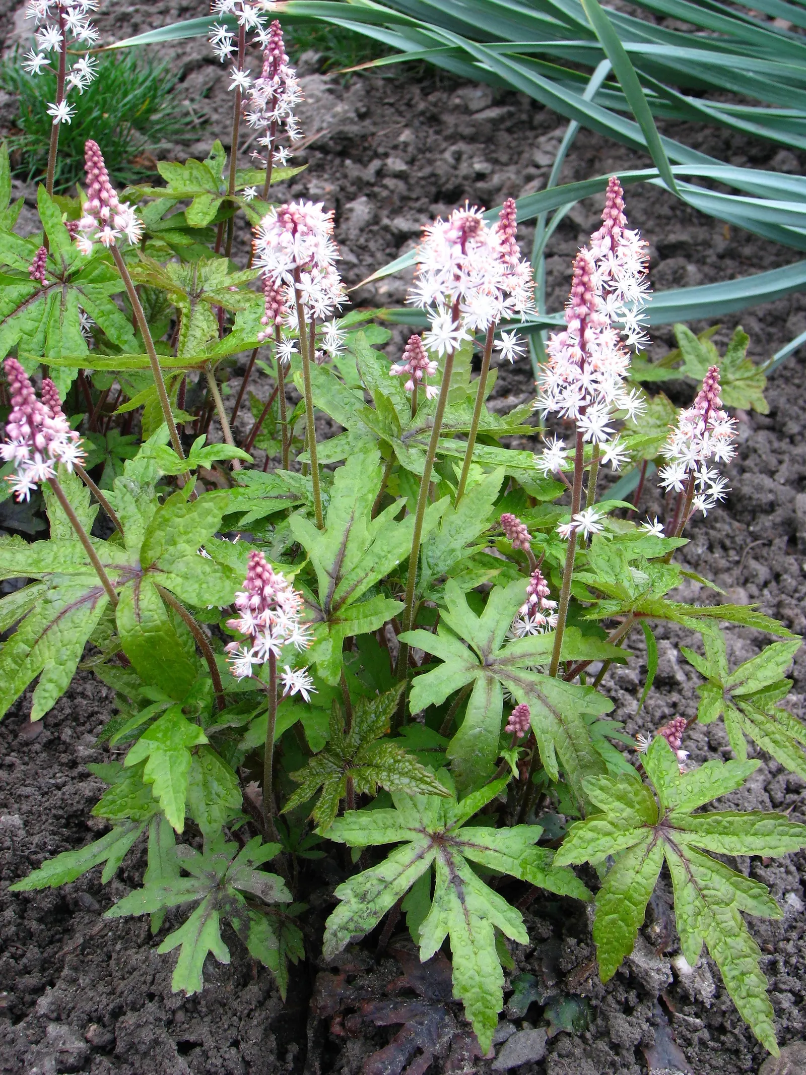 Foamflower (Tiarella Cordifolia) — making it not only a beautiful addition to their garden but beneficial for local ecosystems as well; foamflower, image 84