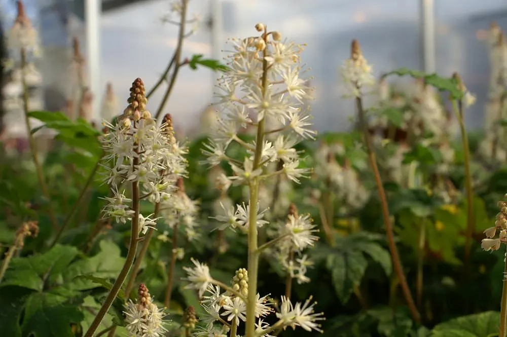 Foamflower (Tiarella Cordifolia) — ground cover / perennial / wildflower for half or shade; making it not only a beautiful addition to their garden, image 87