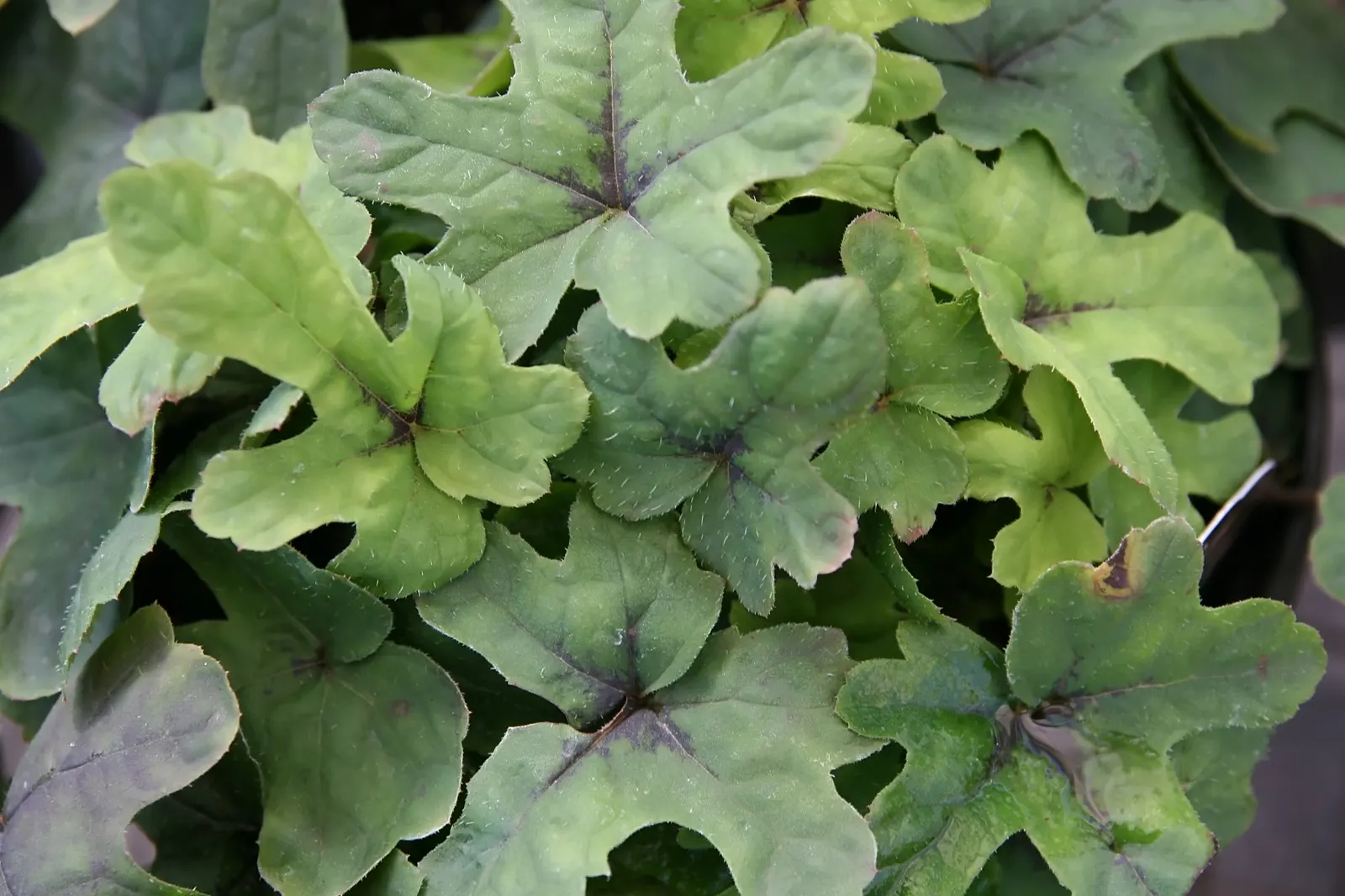 Foamflower (Tiarella Cordifolia) — reaching heights of 6 to 10 inches, image 102