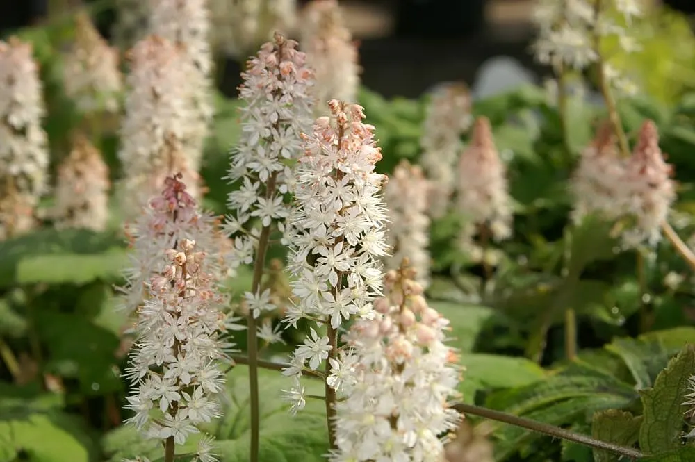 Foamflower (Tiarella Cordifolia) — Foamflower spreads steadily, making it a perfect ground cover that adds a delicate woodland aesthetic; with blooms reaching