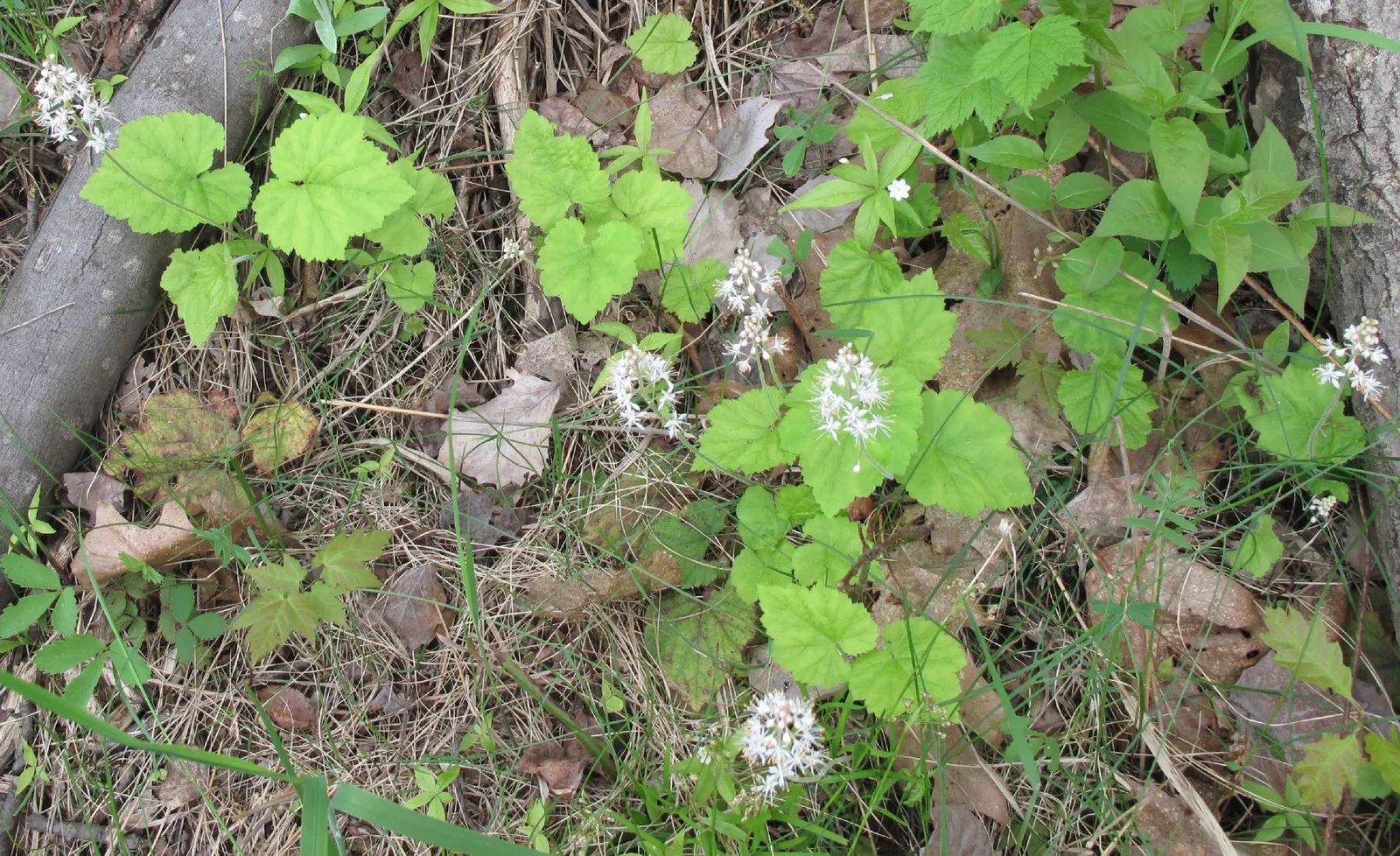 Foamflower (Tiarella Cordifolia) — This low-maintenance gem also offers essential seasonal interest; it requires minimal maintenance and is relatively pest-free