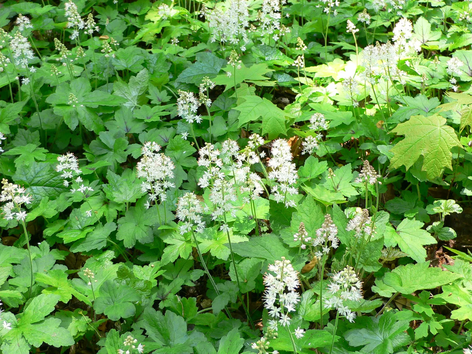 Foamflower (Tiarella Cordifolia) — and can spread freely to form colonies up to 12 inches wide