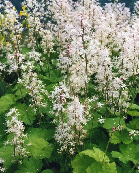 Foamflower (Tiarella Cordifolia) — and it performs admirably in USDA hardiness zones 3 through 8