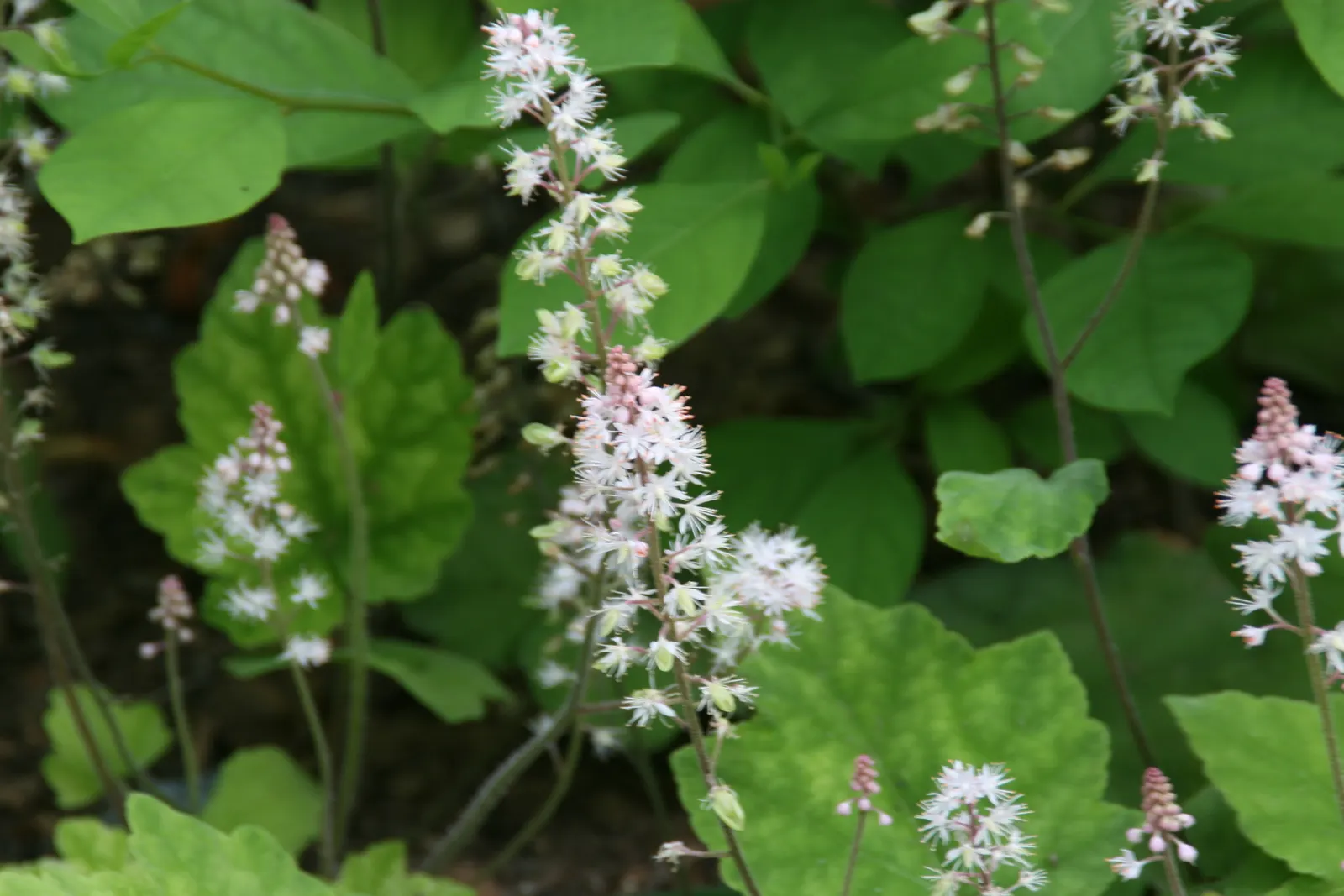 Foamflower (Tiarella Cordifolia) — Its heart-shaped leaves and frothy white flowers create a carpet of texture; the foliage provides a robust, image 118