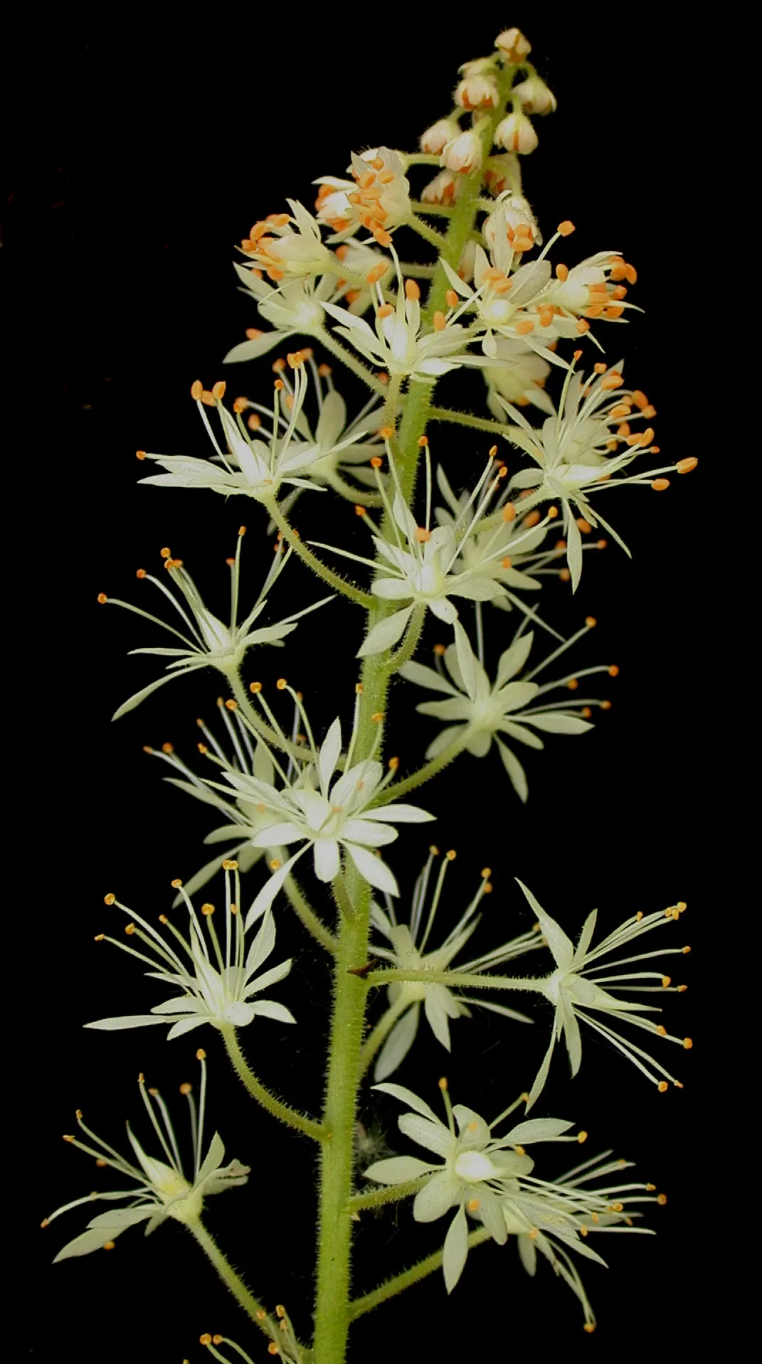Foamflower (Tiarella Cordifolia) — These creamy white to pale pink blossoms cluster along the spikes and resemble a froth of soap suds; this, image 103