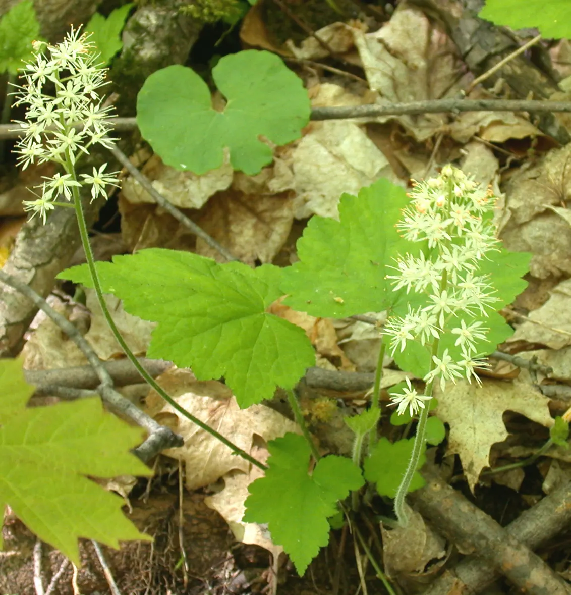 Foamflower (Tiarella Cordifolia) — white flowers in the garden