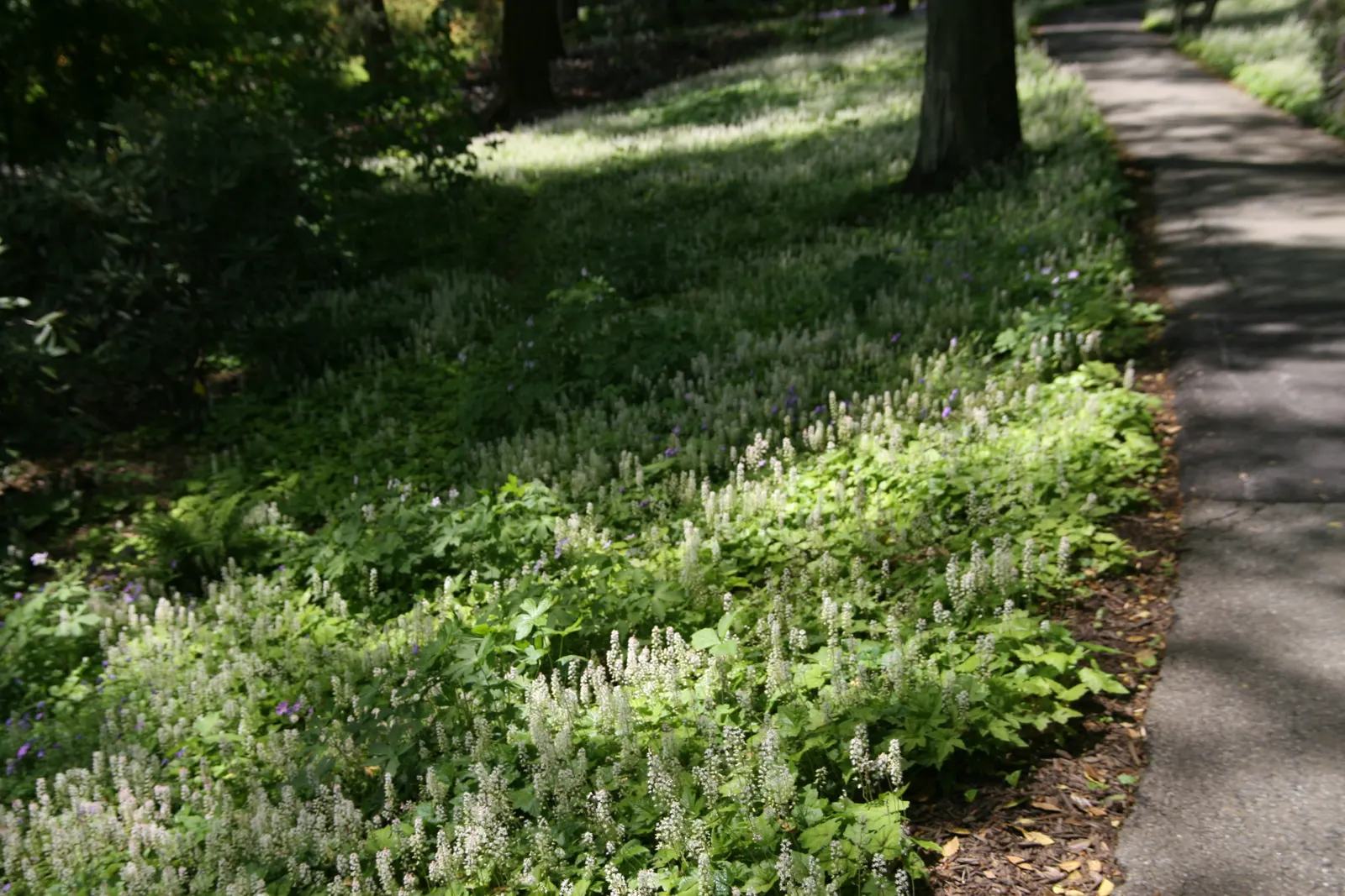Foamflower (Tiarella Cordifolia) — with some varieties displaying a bronze hue in fall; and can spread freely to form colonies up to 12 inches wide, image 110
